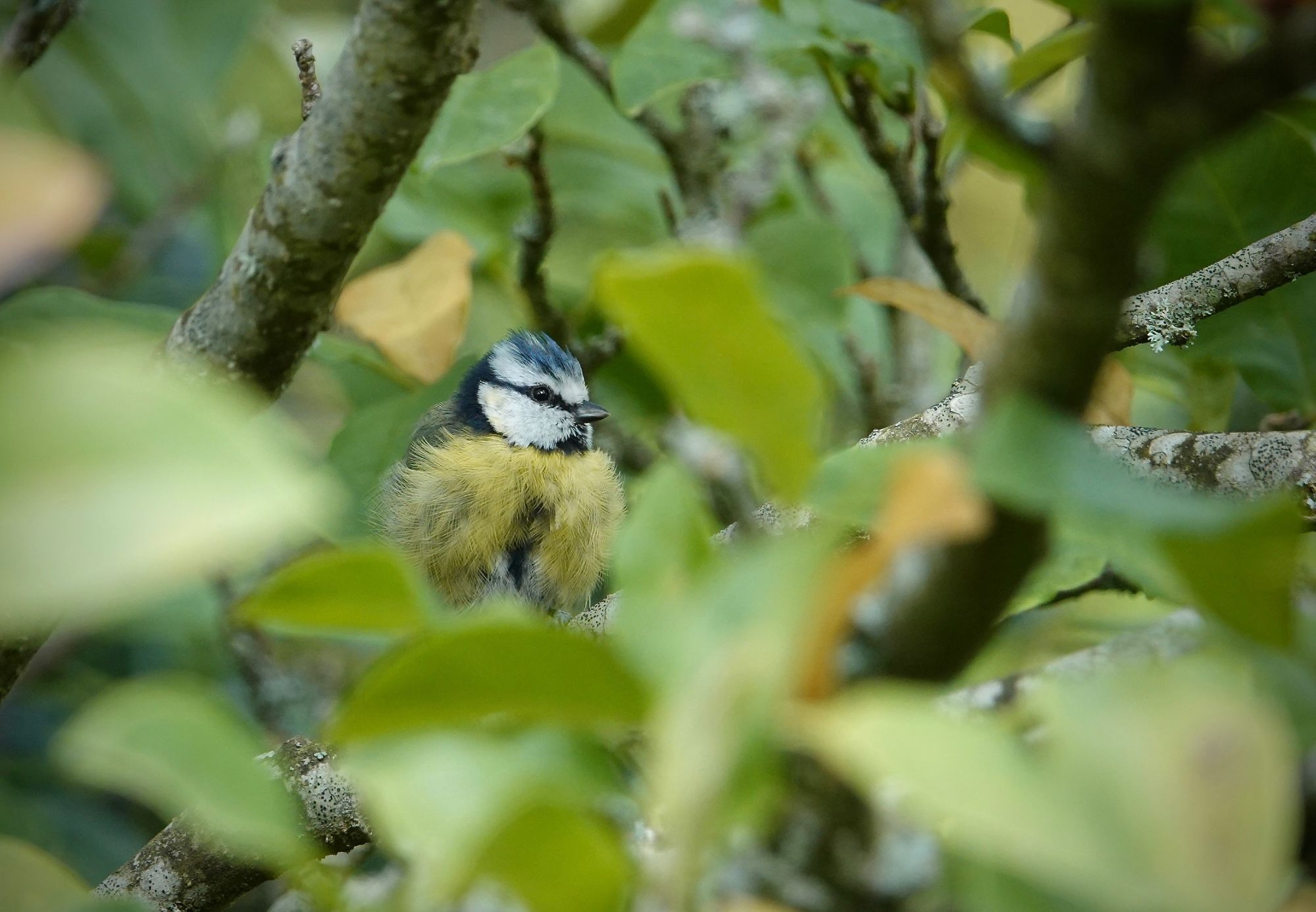 A Blue Tit perched on a branch within a Magnolia tree. Gazing out to the right, he is visible through the leaves. Some of the leaves are starting to turn yellow matching his yellow chest feathers