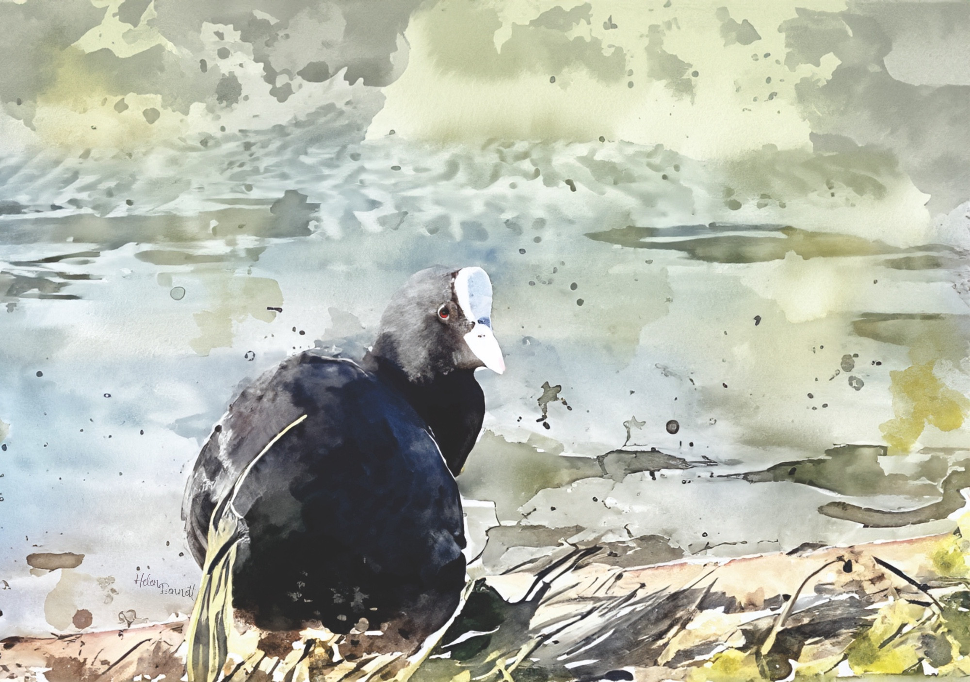 A watercolour painting of a Coot.. a medium sized black bodied water bird with a distinctive white 'shield' above a white beak and bright red eyes. The painting shows one Coot who was sitting on the edge of the pond; backward facing with sun light hitting his left side, his head turned to the right, not fully, but enough to show his shield, beak and one red eye visible, as he glanced around. The bank is sandy with grasses in the foreground; in the background washes in shades of greys, greens and light blues, depict the pond scenery around him.