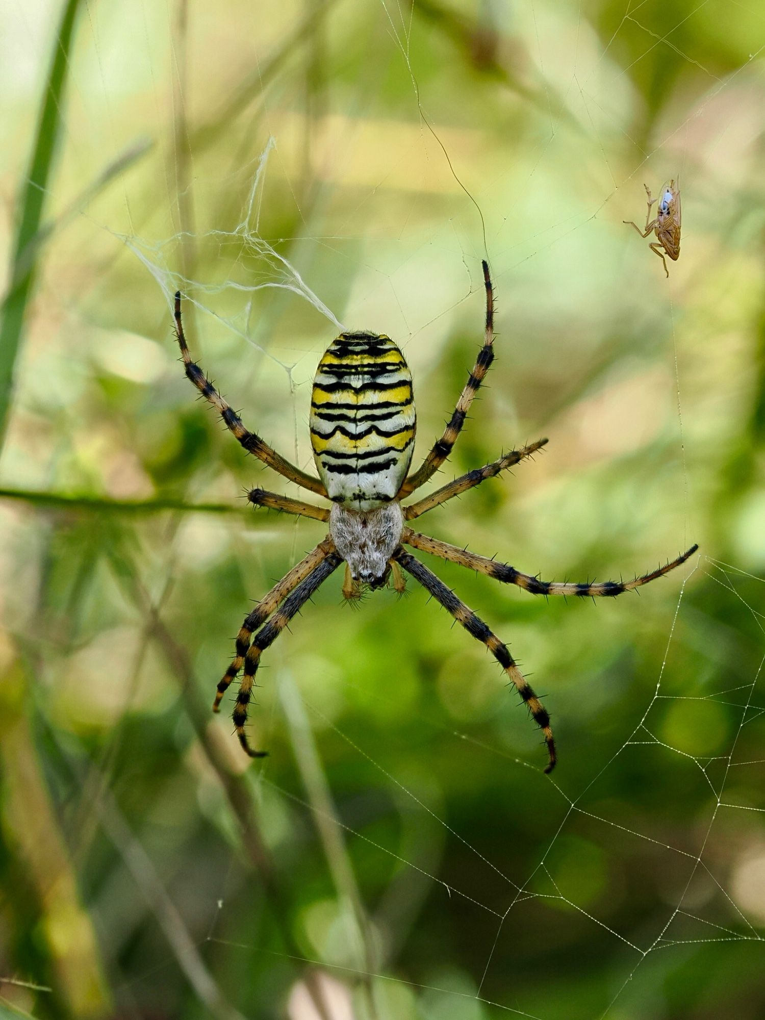 A top full view of a female wasp spider hanging in her web.  Her abdomen is marked with bright yellow, black, and white stripes, having a wasp like appearance presumably to deter predators. Her legs are also stripped black and yellow.