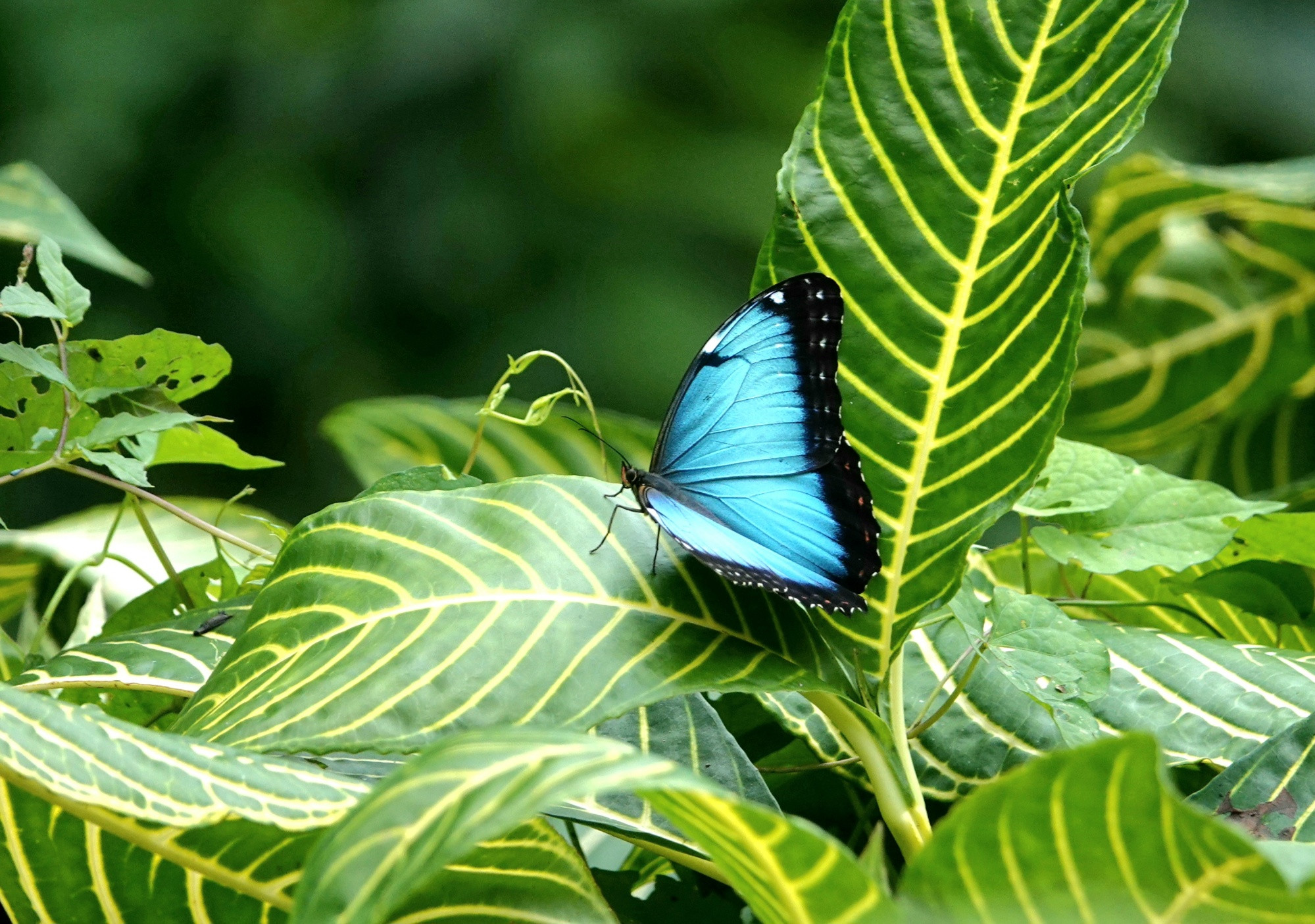 A large blue butterfly with black wing edges resting on a green and yellow stripy leaf. 