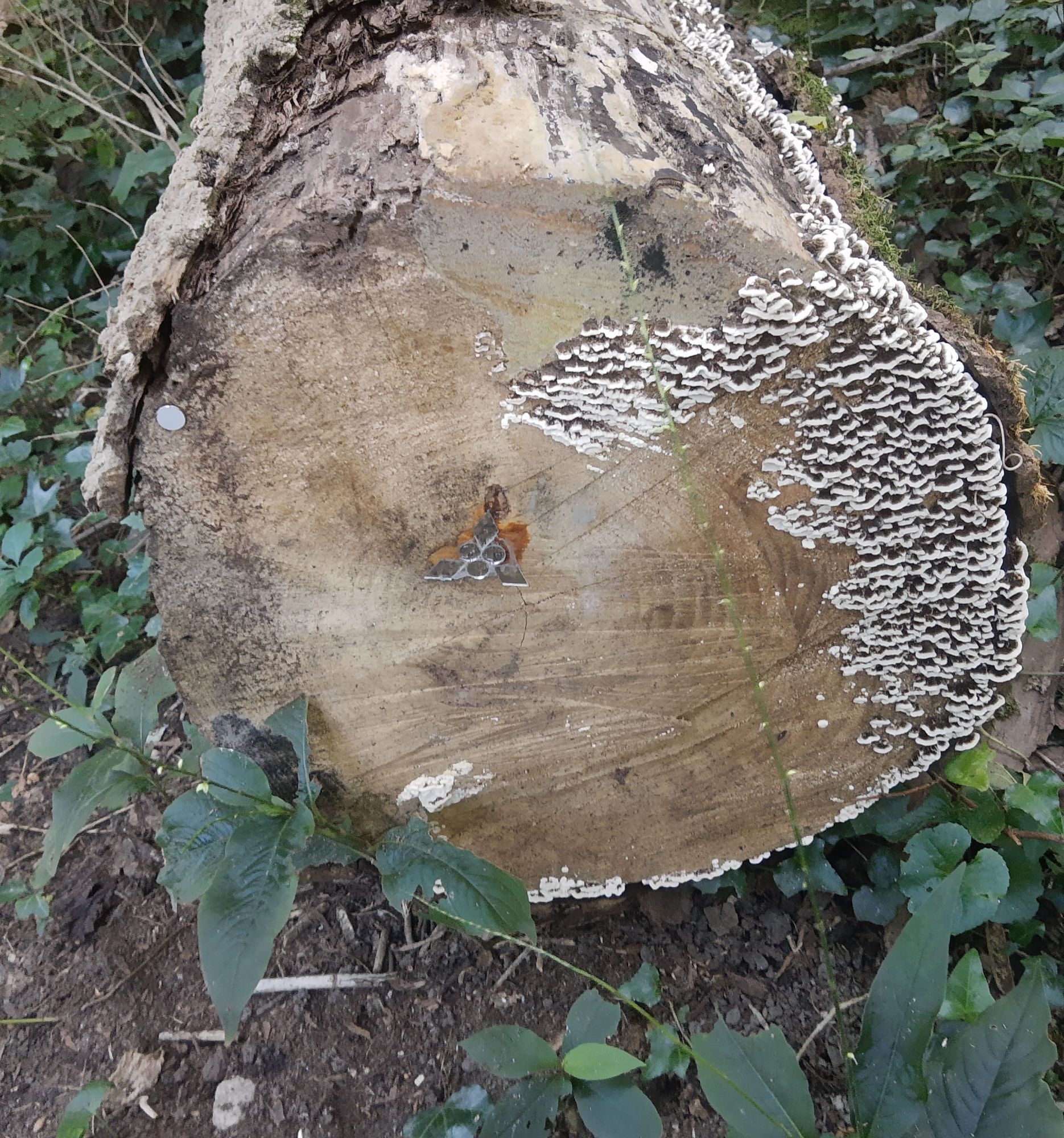 A log on the side of a trail, one edge covered in tiny mushrooms, with a geometric design made of glass pieces in the center.