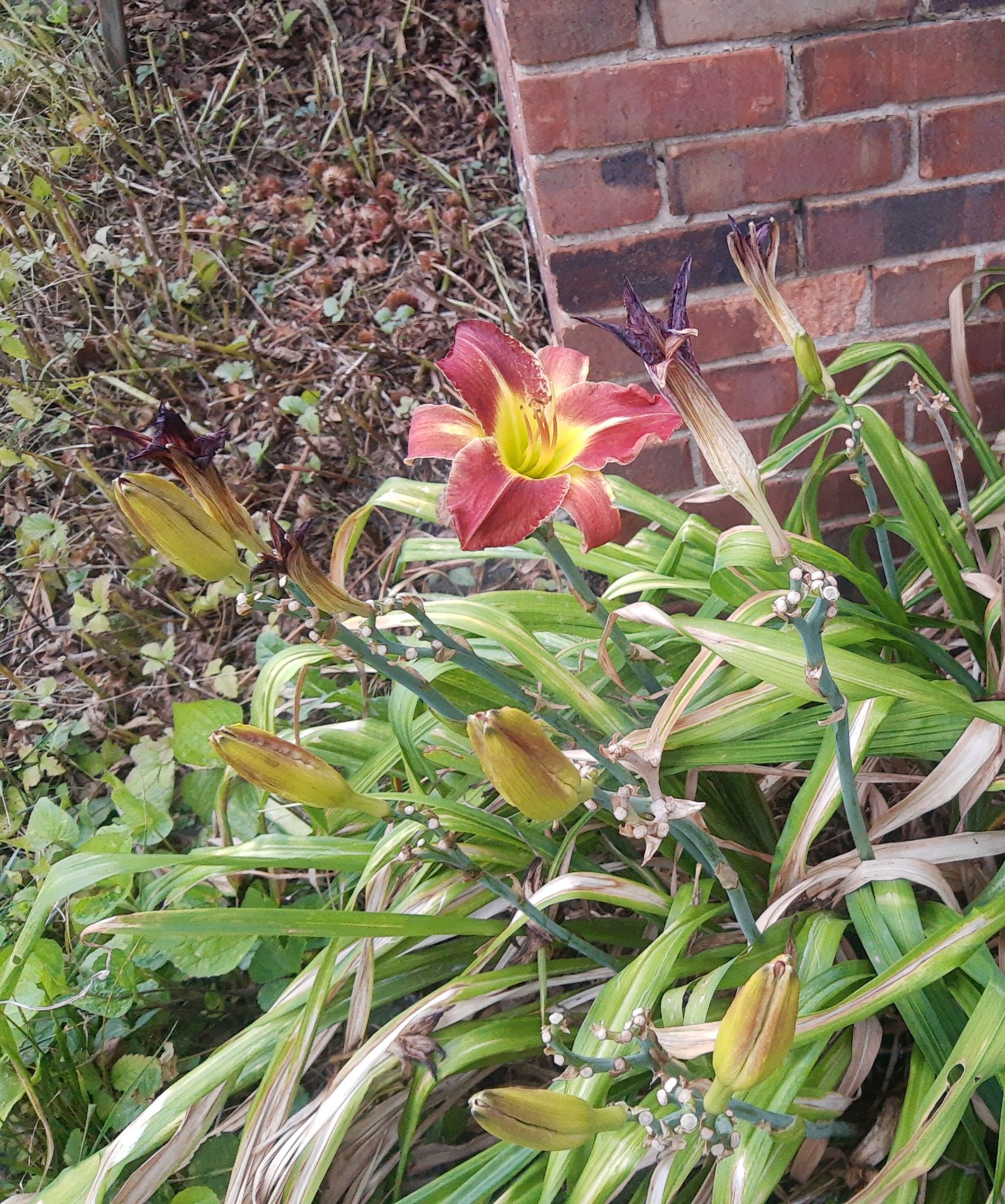 long red & yellow day lily blossom among several unopened buds and dead stalks