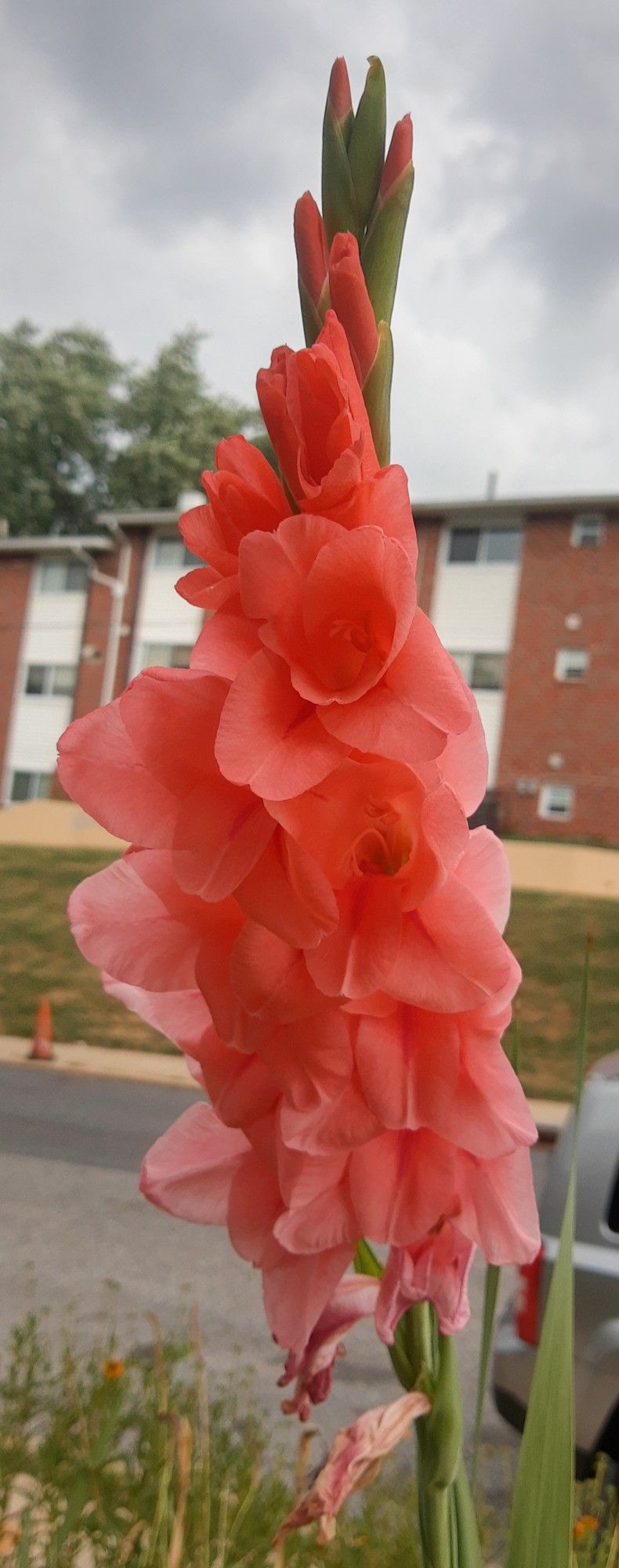 pink gladiolus