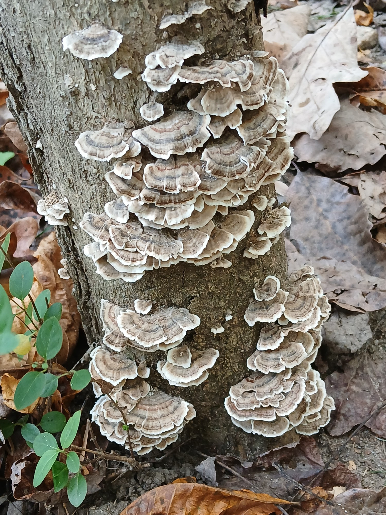 mushrooms, probably turkey tail, growing on a tree stump