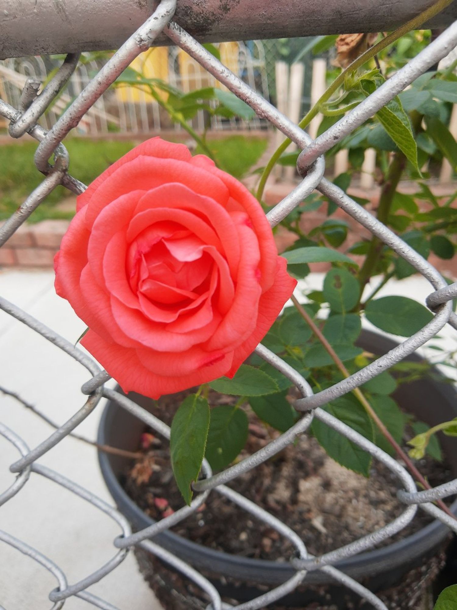 pink rose poking through a chainlink fence