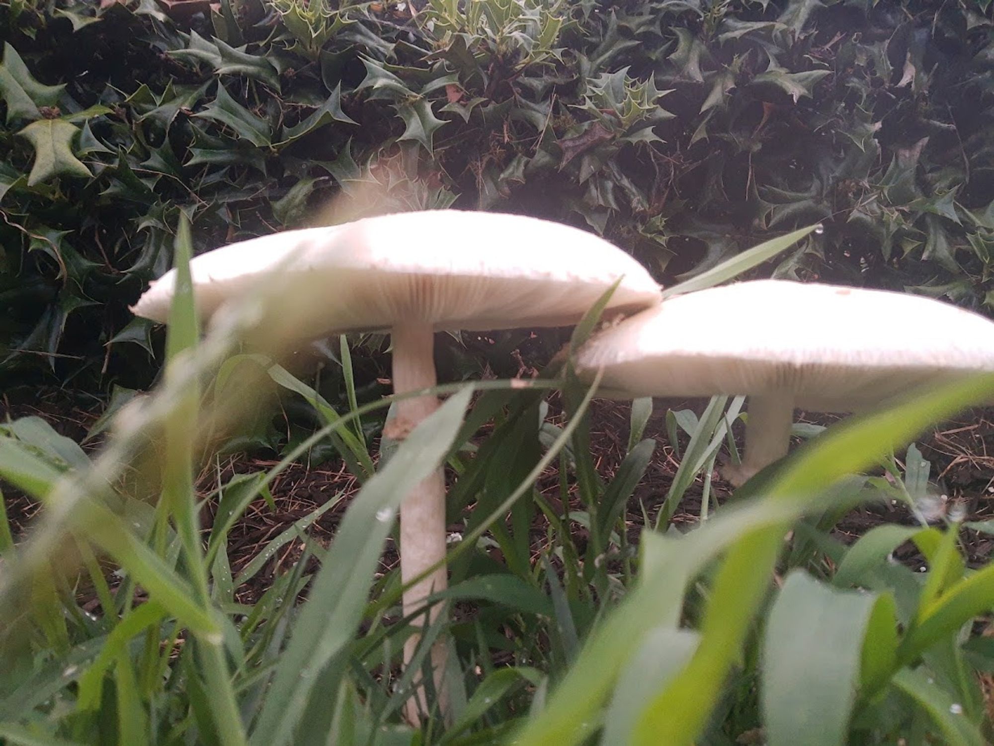 Two white mushrooms with wide caps and skinny stalks, on a lawn with a hedge behind them.