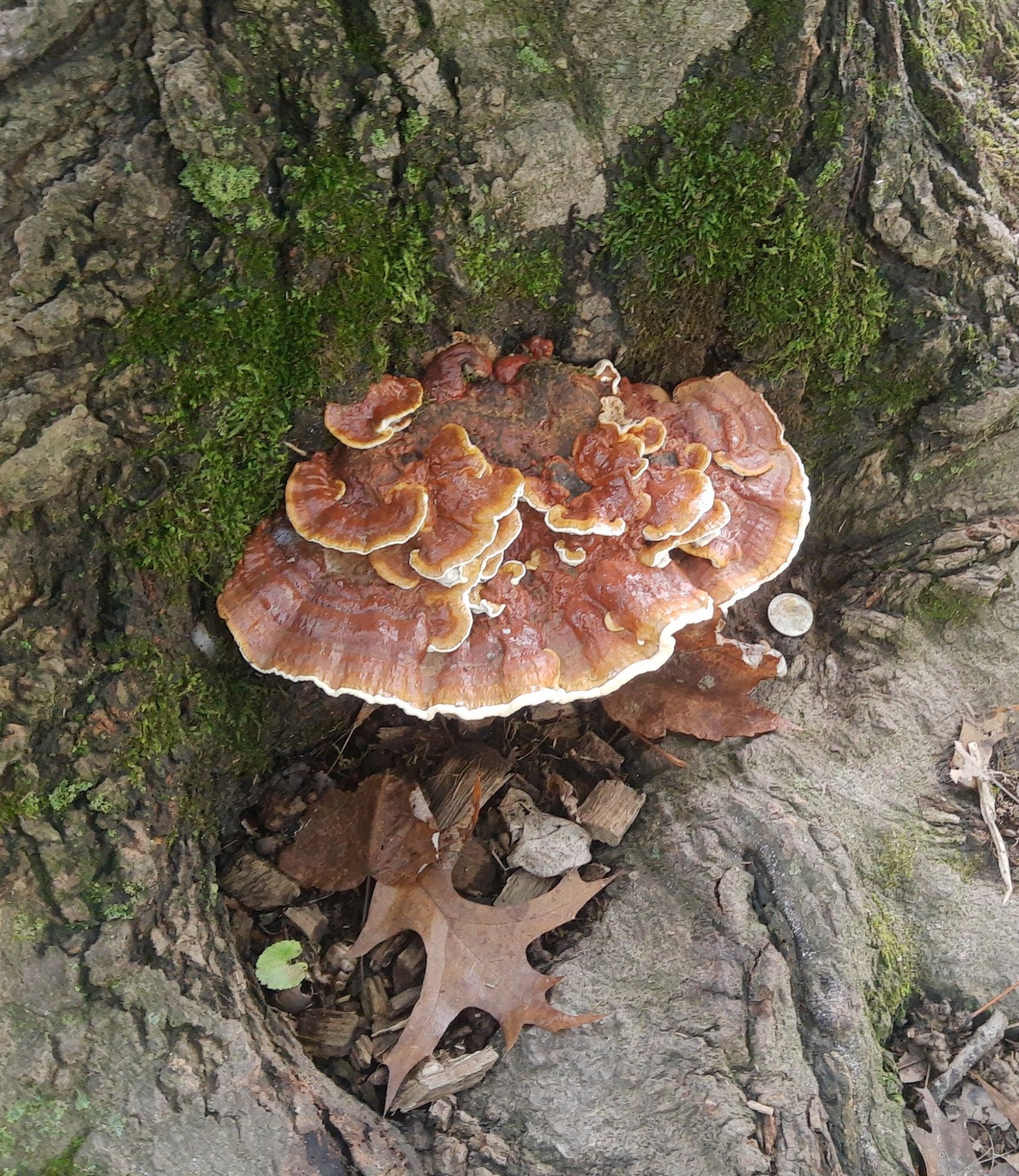 reishi growing out of a tree trunk, with a convenient accidental dime for scale