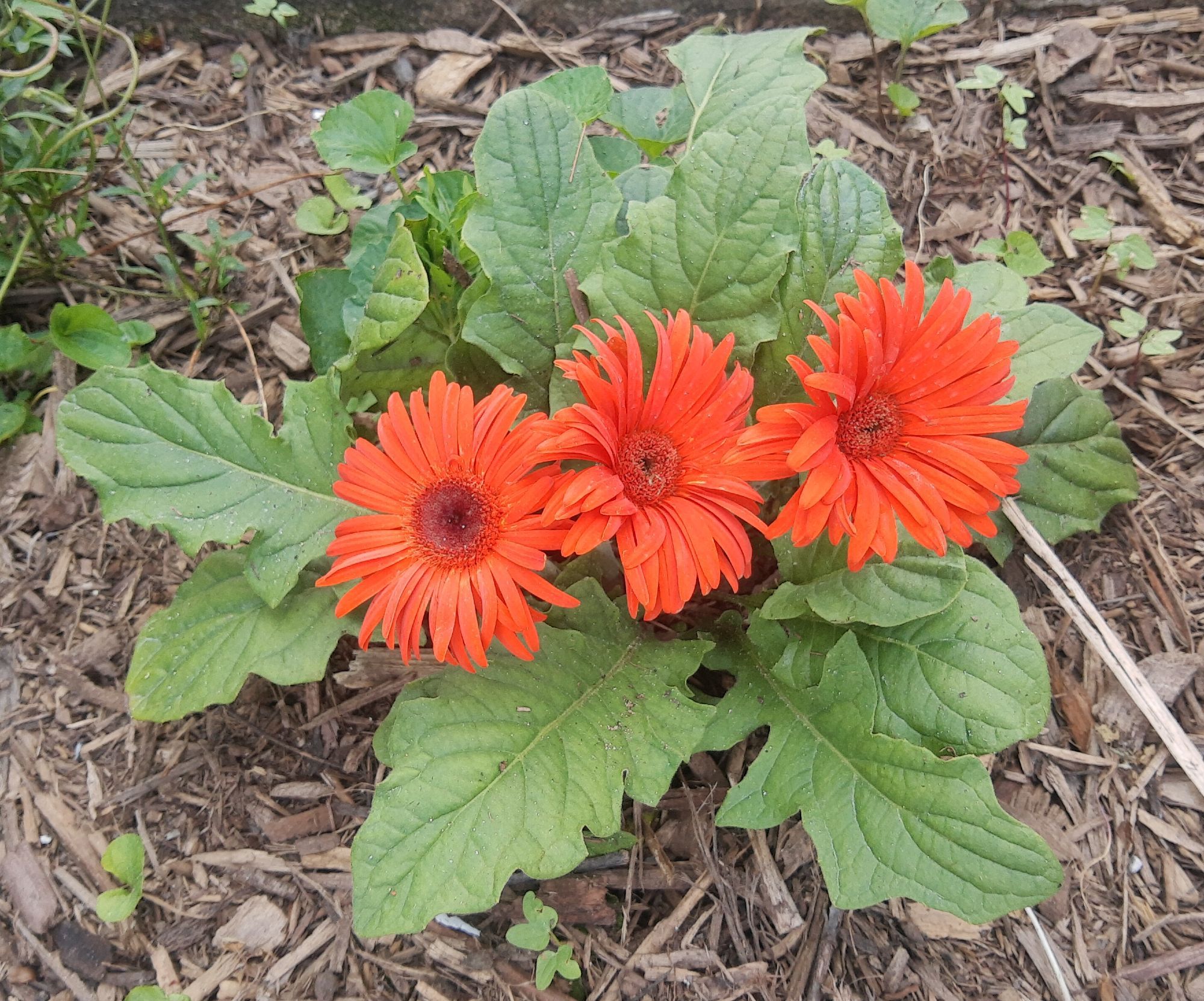 3 orange gerbera, all in a row