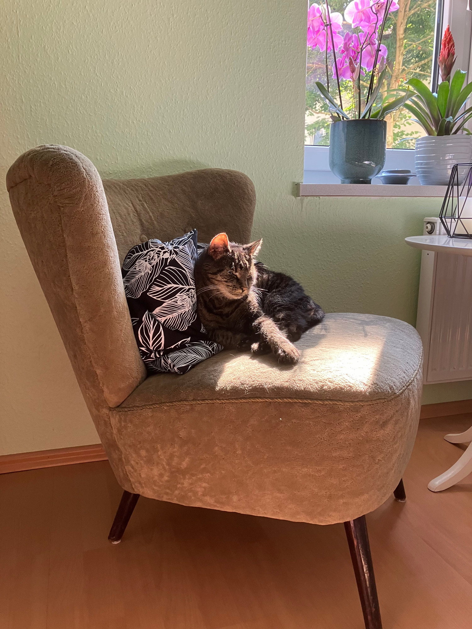 Cute cat sitting on a chair in the sun, her soft fur illuminated.