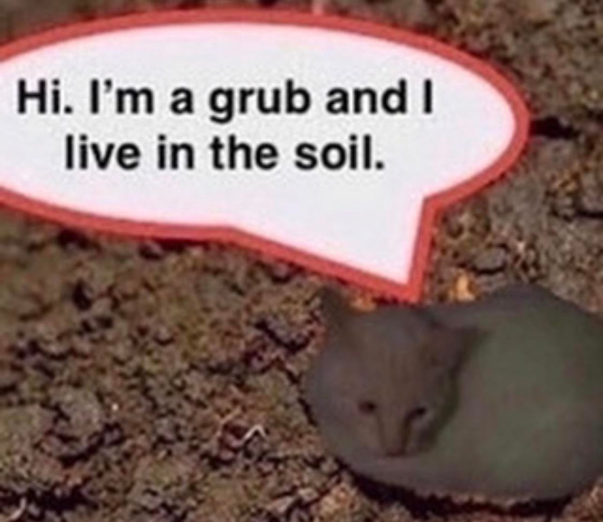 a very low resolution of a cat photoshopped into some soil. a speech bubble from the cat says. "Hi. I'm a grub and I live in the soil."