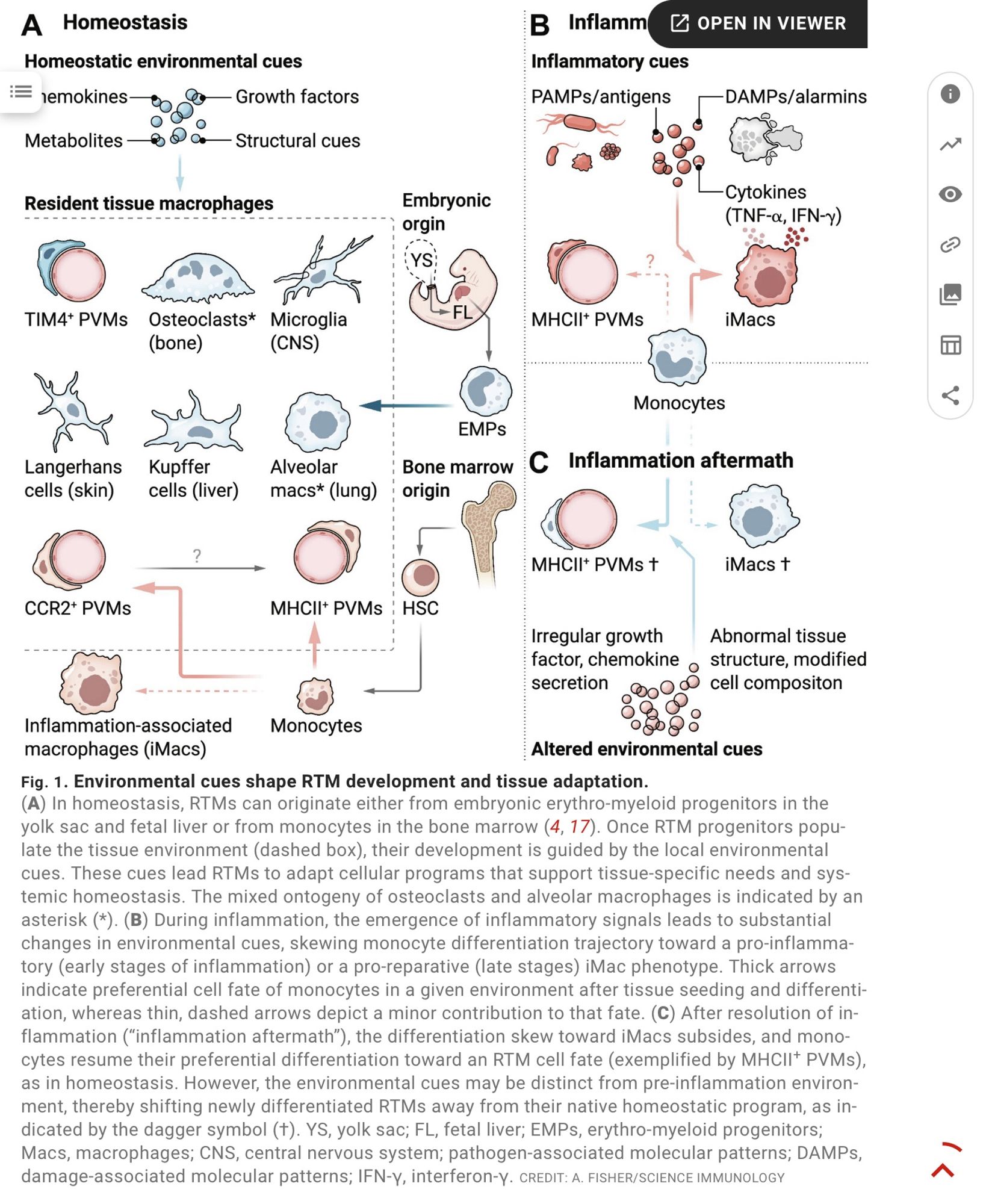 Environmental cues shape RTM development and tissue adaptation.