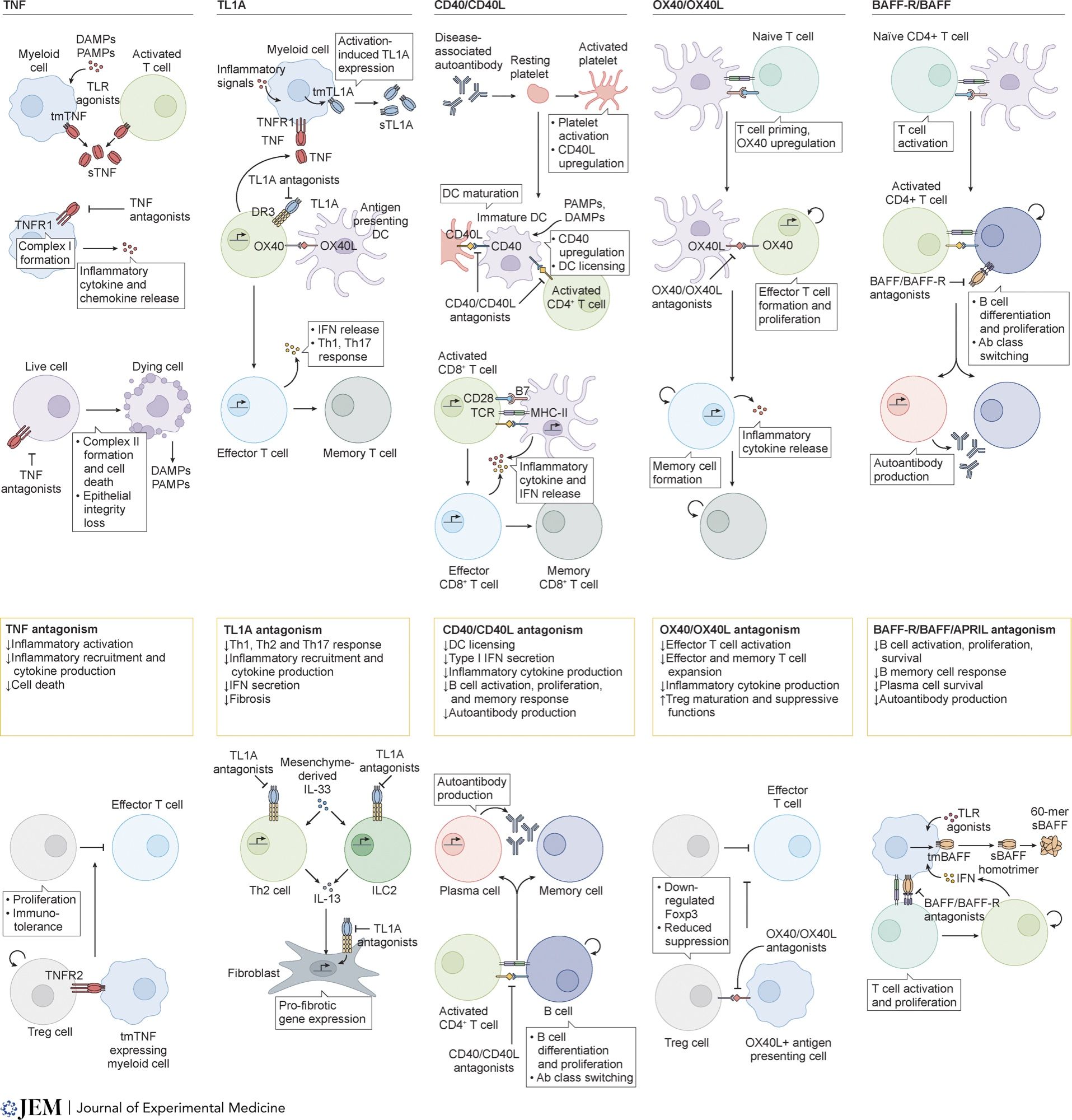 Molecular signaling mechanisms of the focus TNF/TNFR molecules and the anti-inflammatory benefits of their antagonism. TNF: TNF is produced mainly by DAMP/PAMP-activated myeloid cells. Myeloid cells respond to soluble TNF/TNFR1 signaling by recruiting the proinflammatory complex I, orchestrating the release of inflammatory cytokines