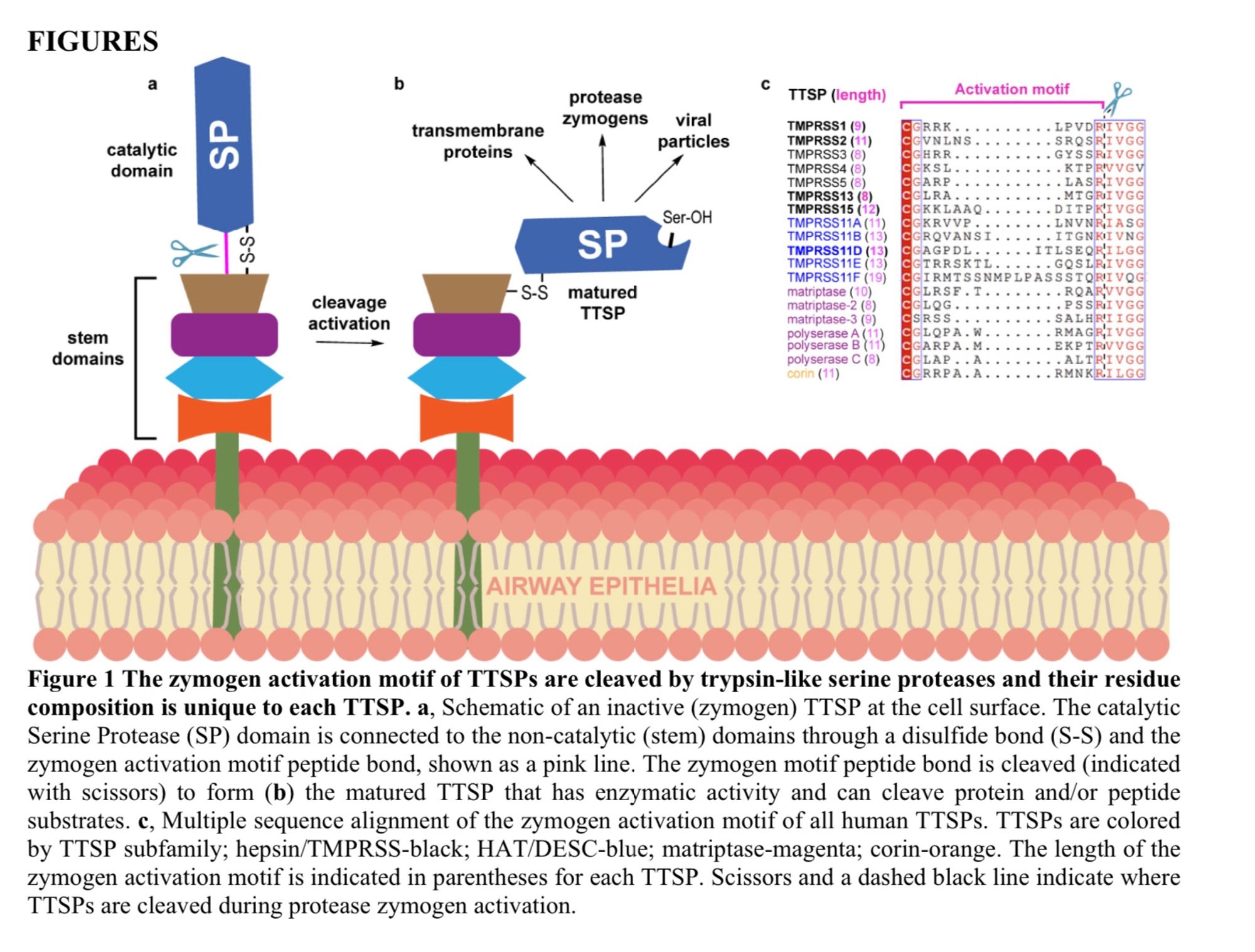 The zymogen activation motif of TTSPs are cleaved by trypsin-like serine proteases and their residue composition is unique to each TTSP. a, Schematic of an inactive (zymogen) TTSP at the cell surface. The catalytic Serine Protease (SP) domain is connected to the non-catalytic (stem) domains through a disulfide bond (S-S) and the zymogen activation motif peptide bond, shown as a pink line. The zymogen motif peptide bond is cleaved (indicated with scissors) to form (b) the matured TTSP that has enzymatic activity and can cleave protein and/or peptide substrates. c, Multiple sequence alignment of the zymogen activation motif of all human TTSPs. TTSPs are colored by TTSP subfamily; hepsin/TMPRSS-black; HAT/DESC-blue; matriptase-magenta; corin-orange. The length of the zymogen activation motif is indicated in parentheses for each TTSP. Scissors and a dashed black line indicate where TTSPs are cleaved during protease zymogen activation.