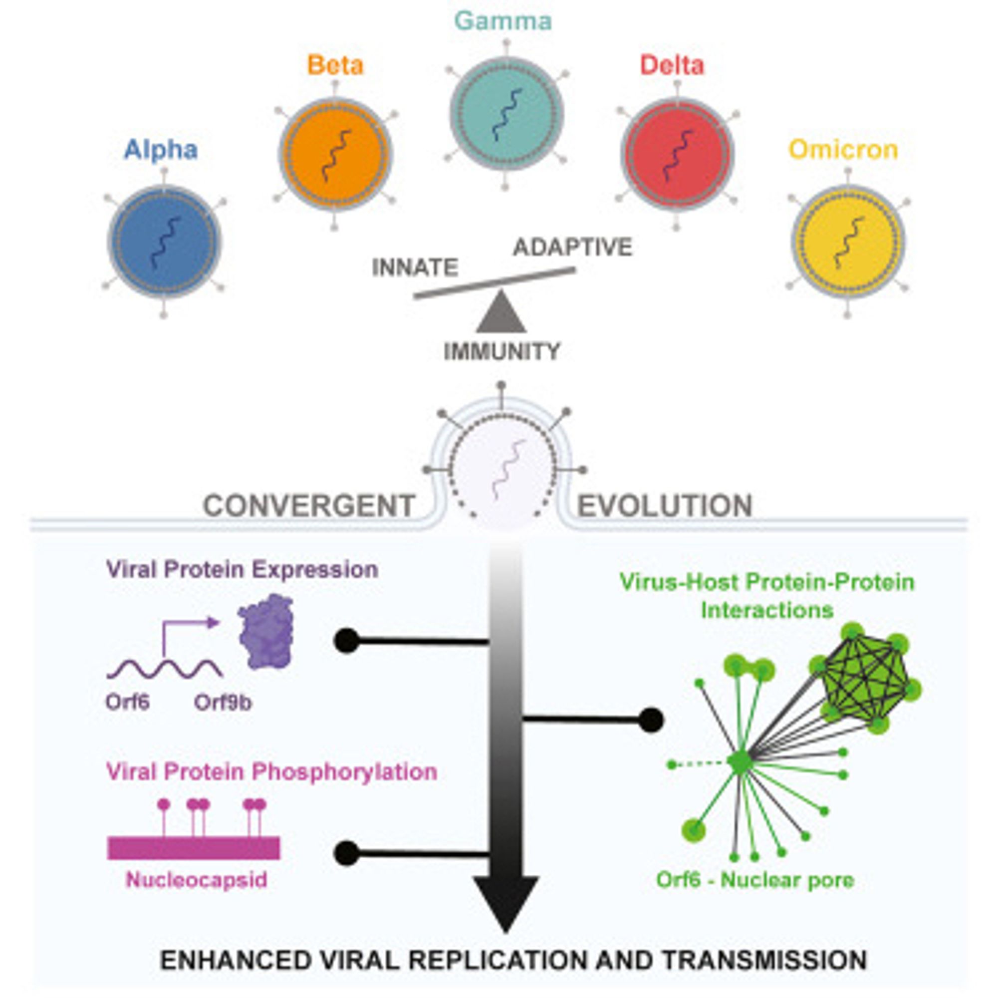 Variants remodel the host molecular landscape during infection