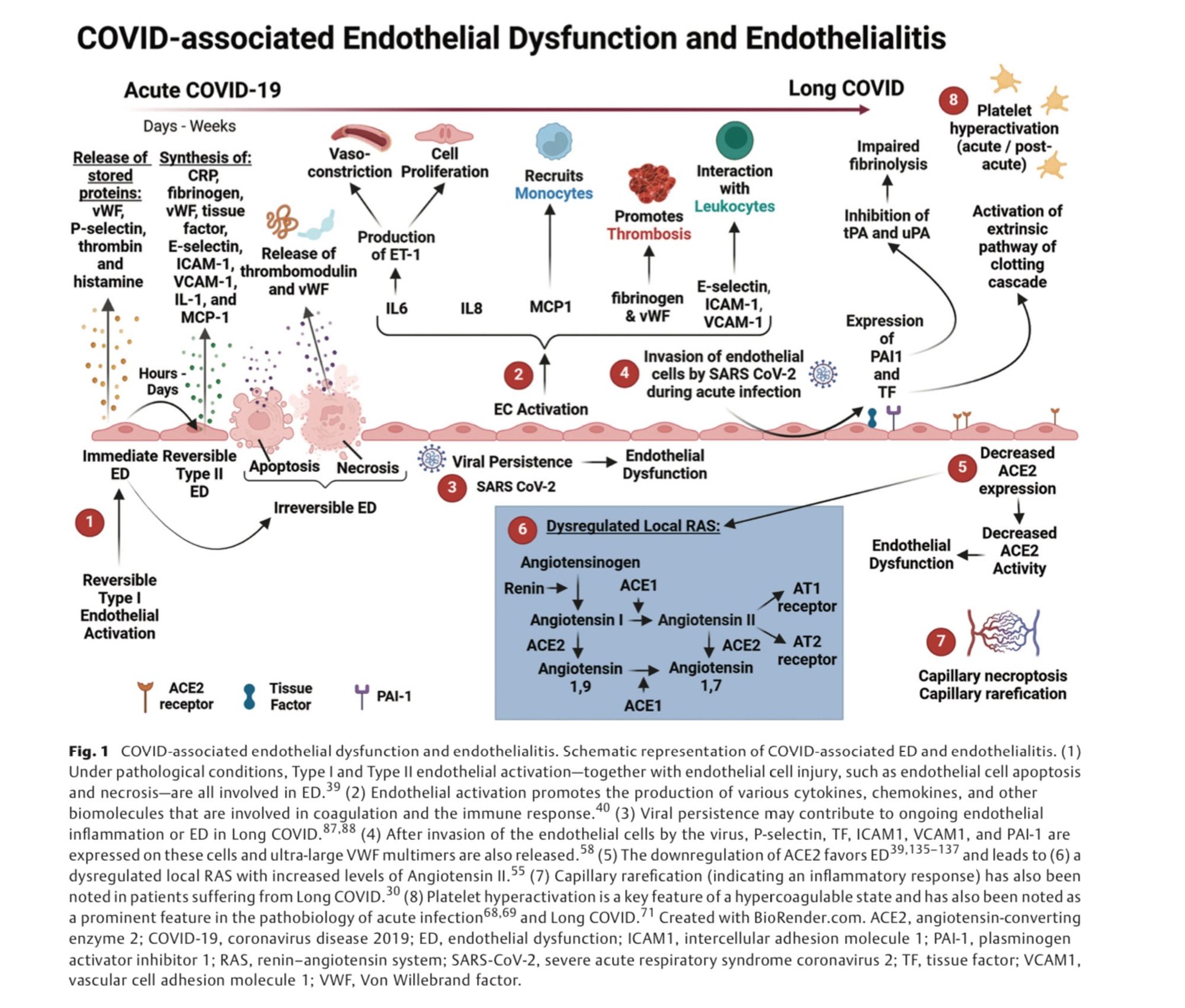 COVID-associated Endothelial Dysfunction and Endothelialitis