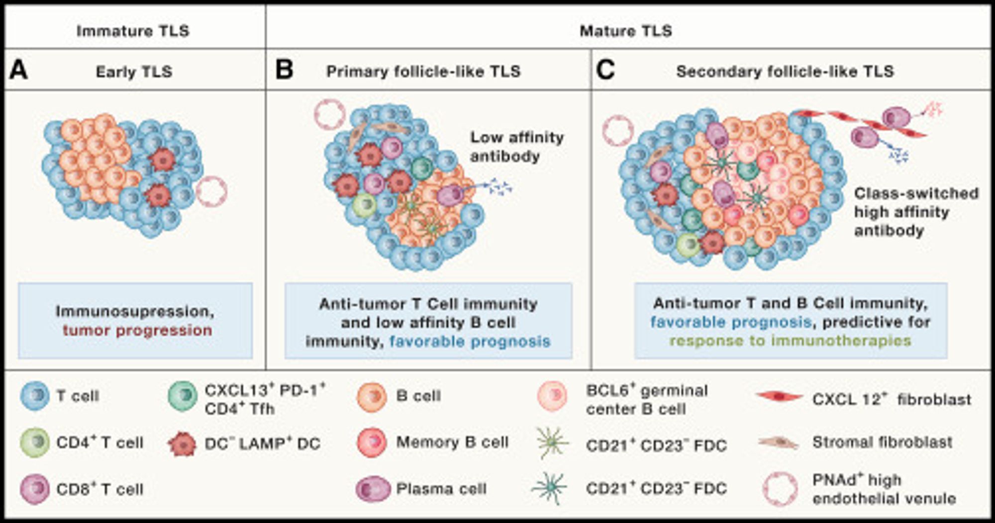 The figure illustrates the different types of tertiary lymphoid structures (TLS) found in tumors. TLS are defined as organized immune aggregates with distinct T and B cell zones, surrounded by peripheral node addressin (PNAd)-expressing high endothelial venules.
(A) Immature or early TLS contain mature dendritic cell lysosomal associated membrane glycoprotein (DC-LAMP)+ dendritic cells (DCs) in the T cell zone.
(B) Within mature TLS, primary follicle-like TLS have in addition T follicular helper (Tfh) cells and CD21+ follicular dendritic cells (FDCs) network allowing T cell immunity activation and low-affinity antibody production.
(C) Secondary follicle-like TLS are characterized by the presence of a germinal center (GC) with B cell lymphoma 6 (BCL6) positive GC B cells, CD21+CD23+ FDC allowing the production of memory B cells and high-affinity antibody secreting plasma cells. Boxes indicate their potential impact on cancer control and on clinical outcome. TCF1, T cell factor 1. Create