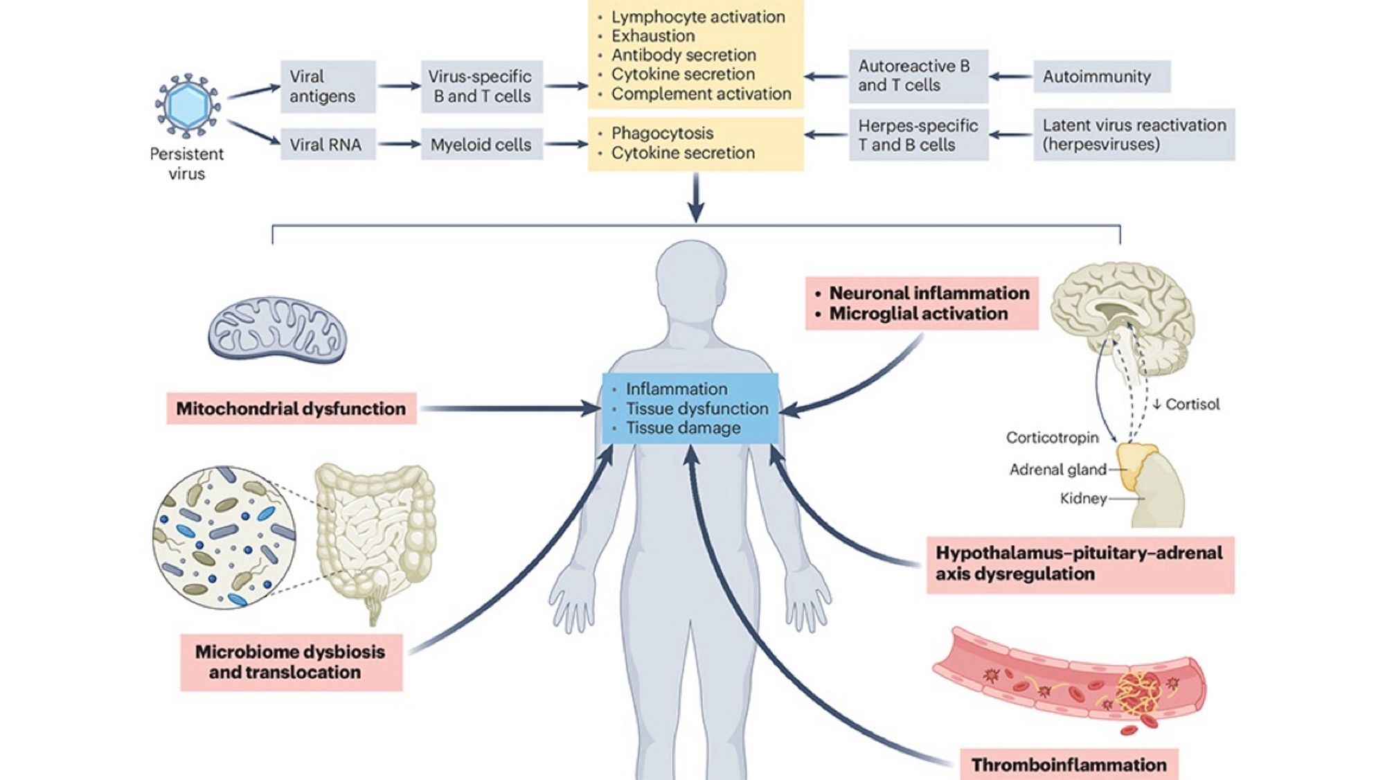 This is figure 3, which shows the mechanisms of long COVID.