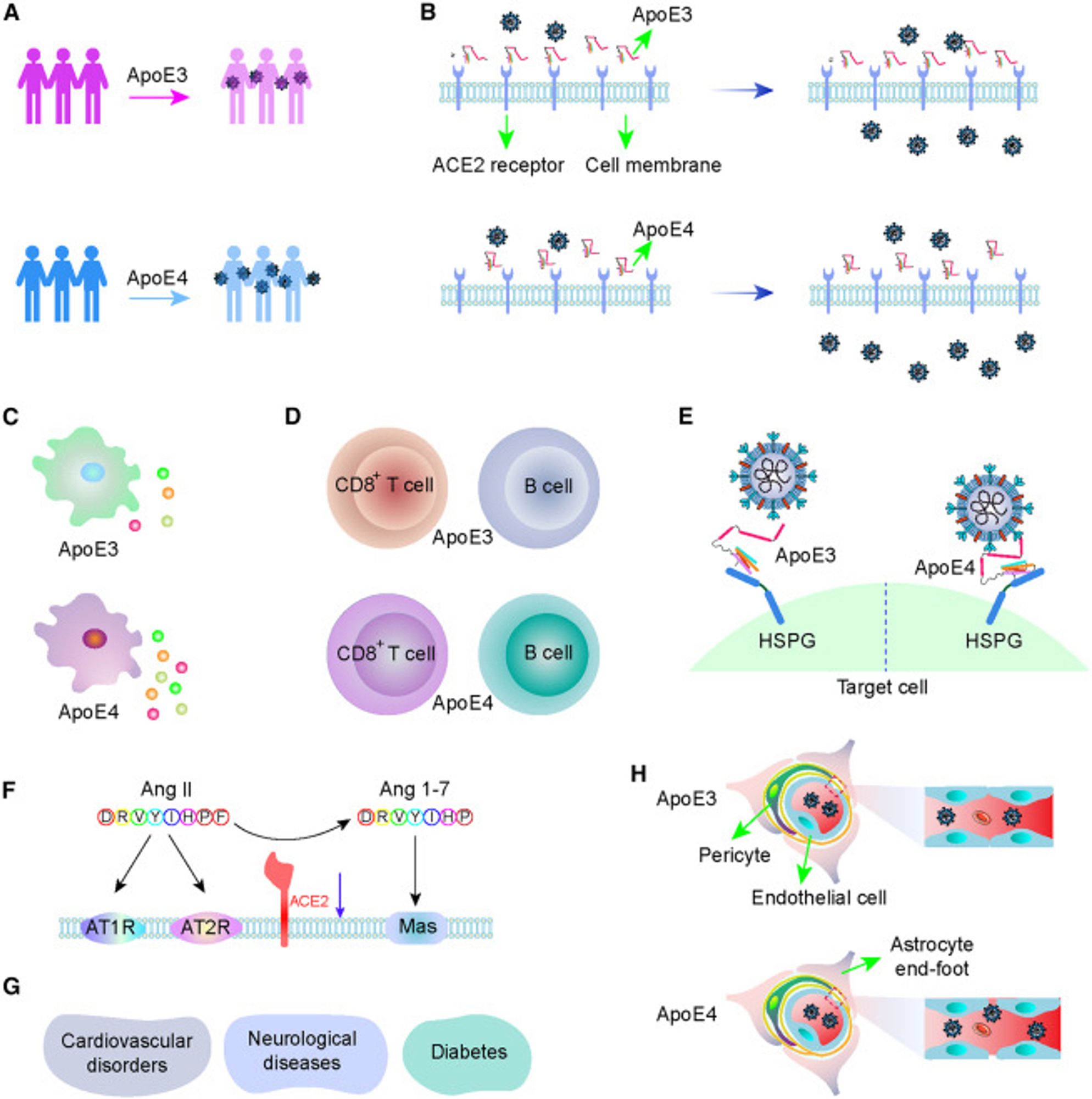 ApoE4 is a genetic risk factor for COVID-19