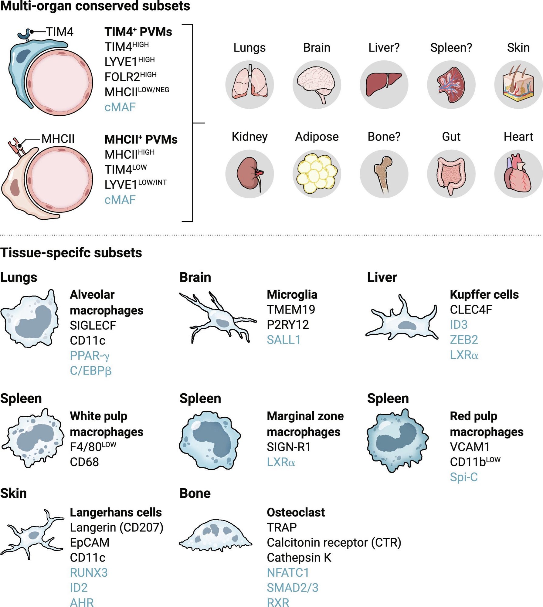 Distribution of long-lived RTMs across tissues and organs.