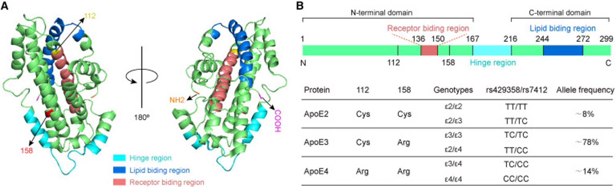 Structural model of human ApoE protein