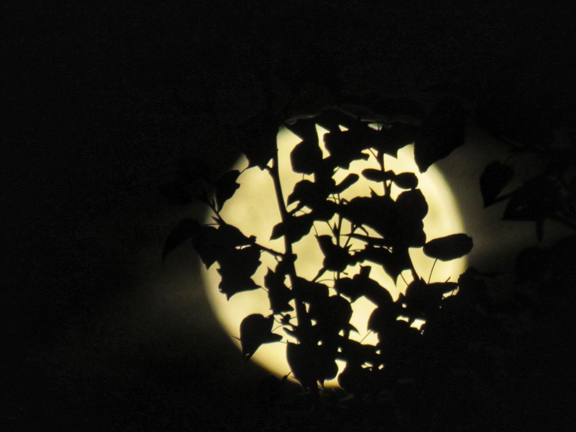 Full golden moon overlayed with a filigree of leaves.