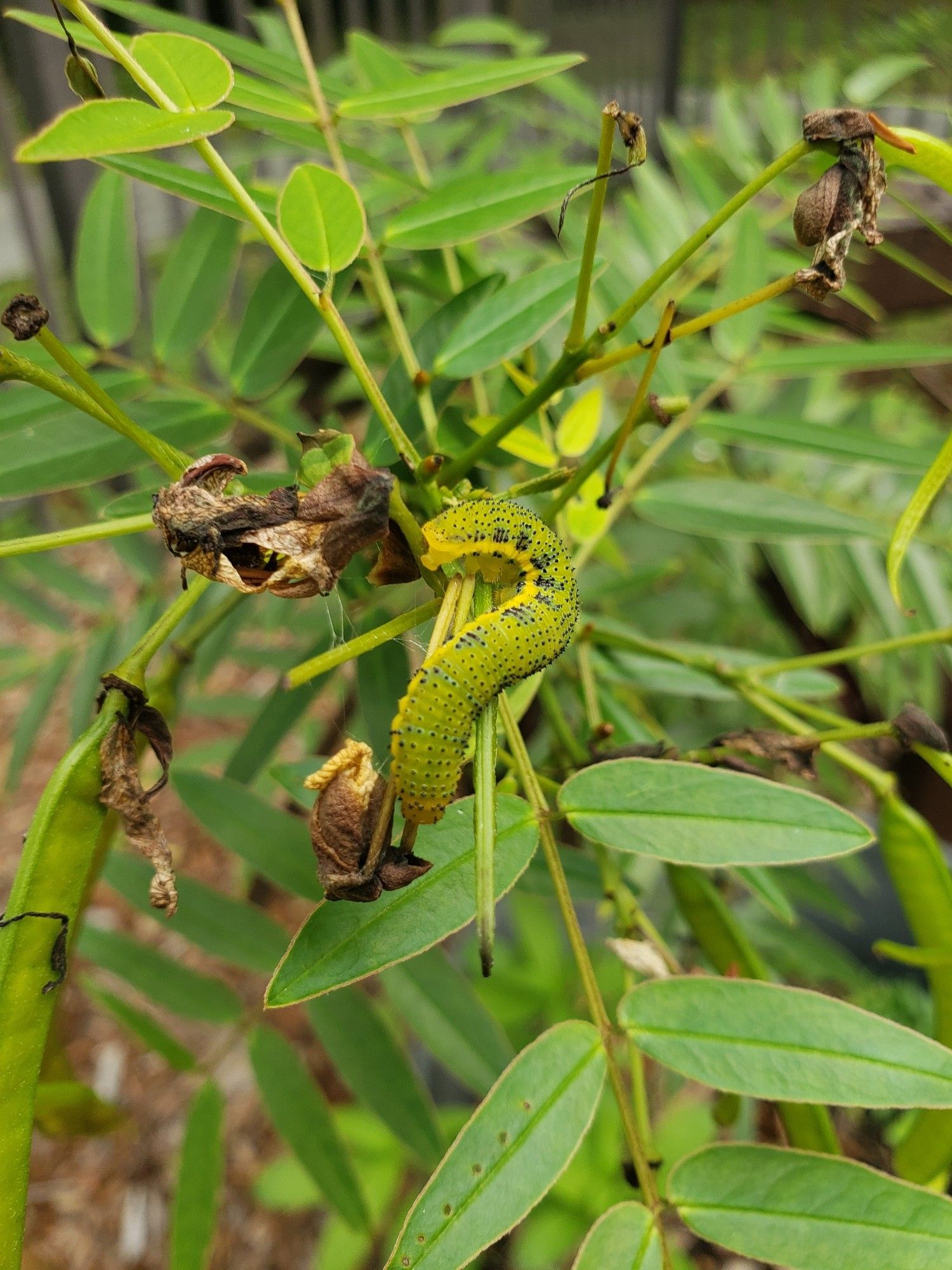 A green Sulfur Butterfly caterpillar in its host plant, a Privet Cassia.