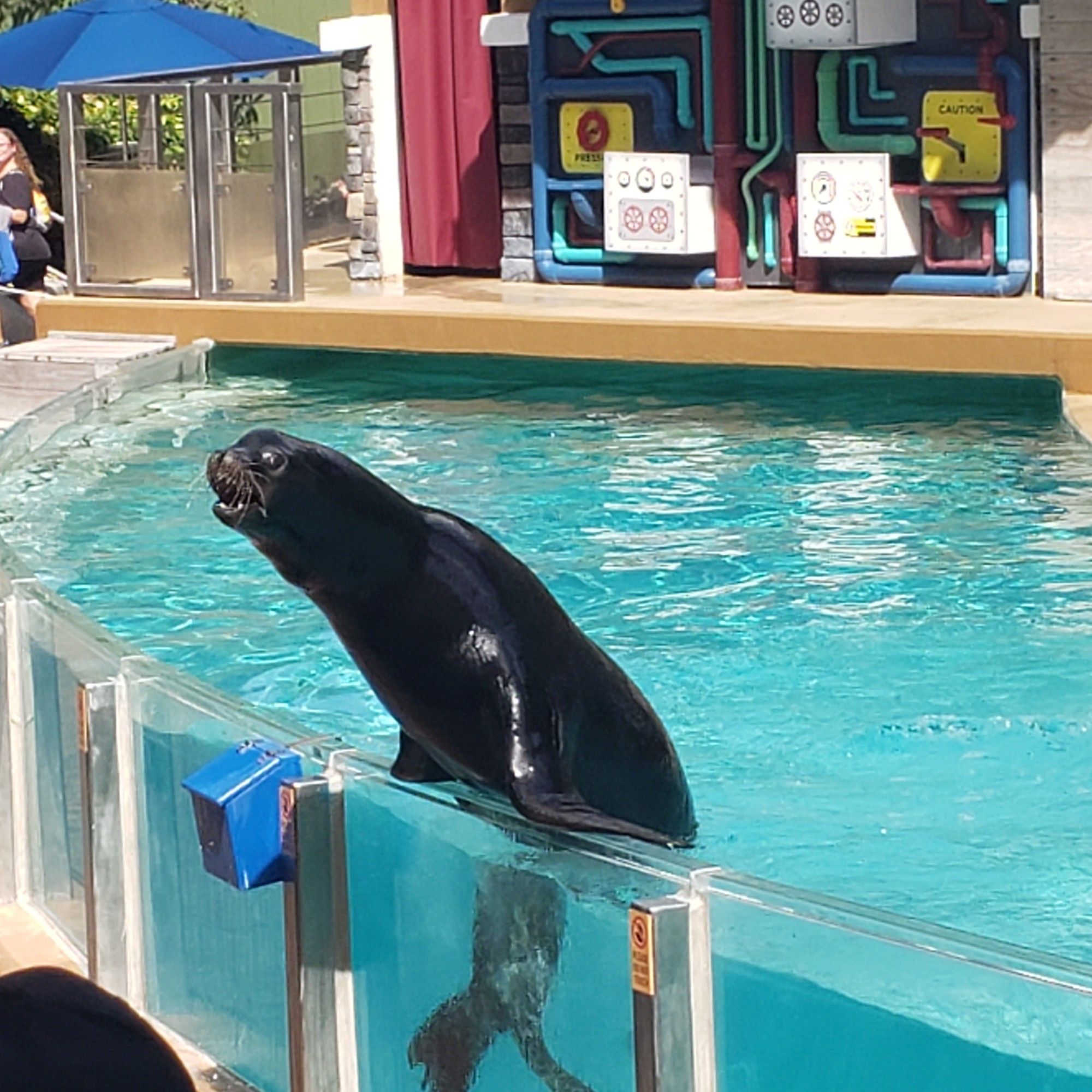 An adult male sea lion leaning over the railing of his aquarium to bark.