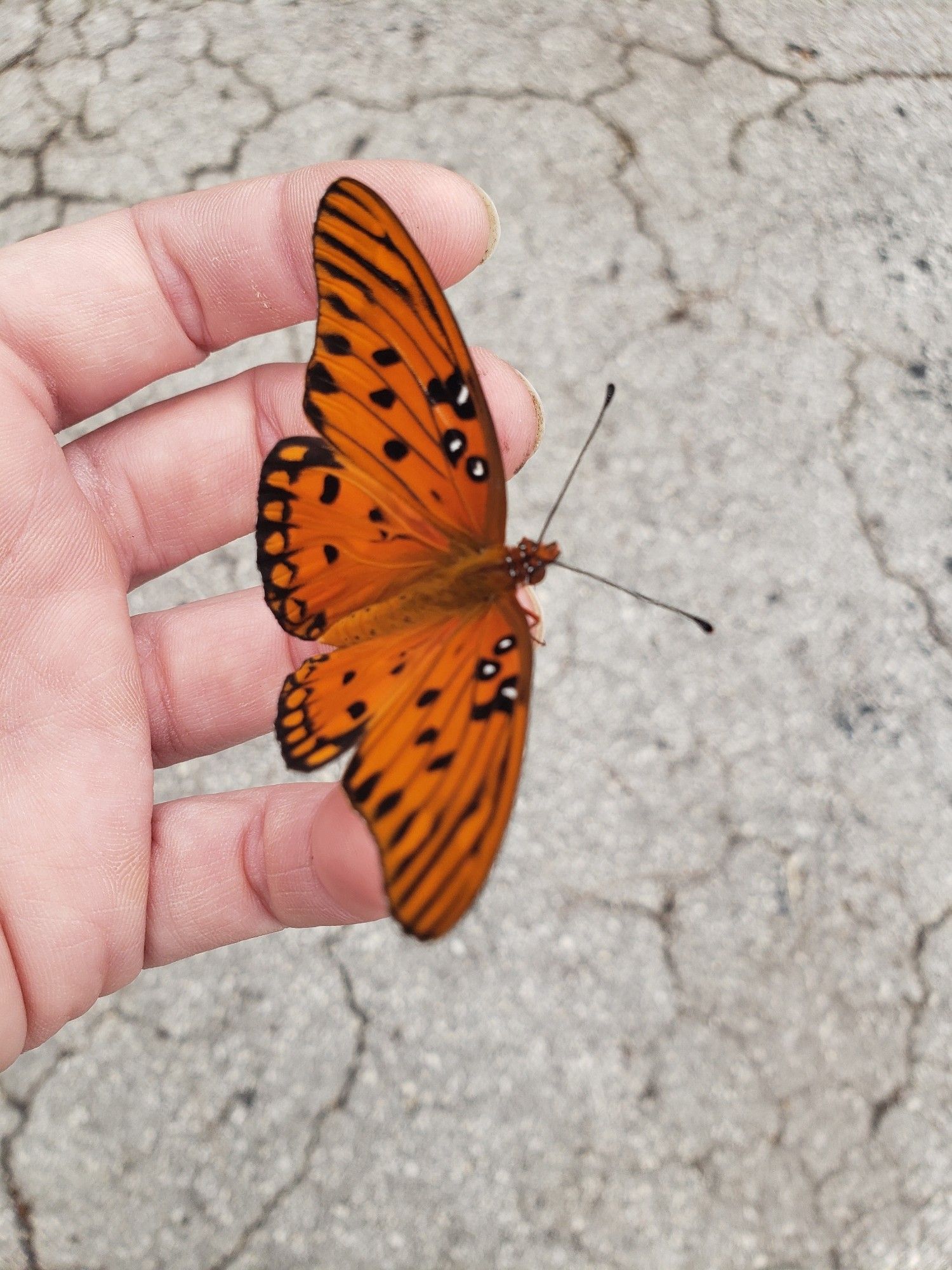 A newly emerged Gulf Fritillary butterfly sitting on a hand.