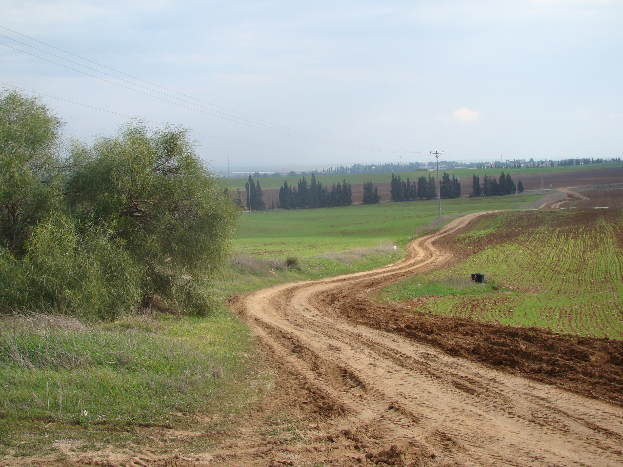 plowed fields, electricity pylons, non-native pines, dirt road. houses of a moshav (jewish communal settlement) in the distance