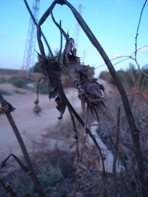 foreground: dried out plants towards the end of summer, background: cell towers and dirt road