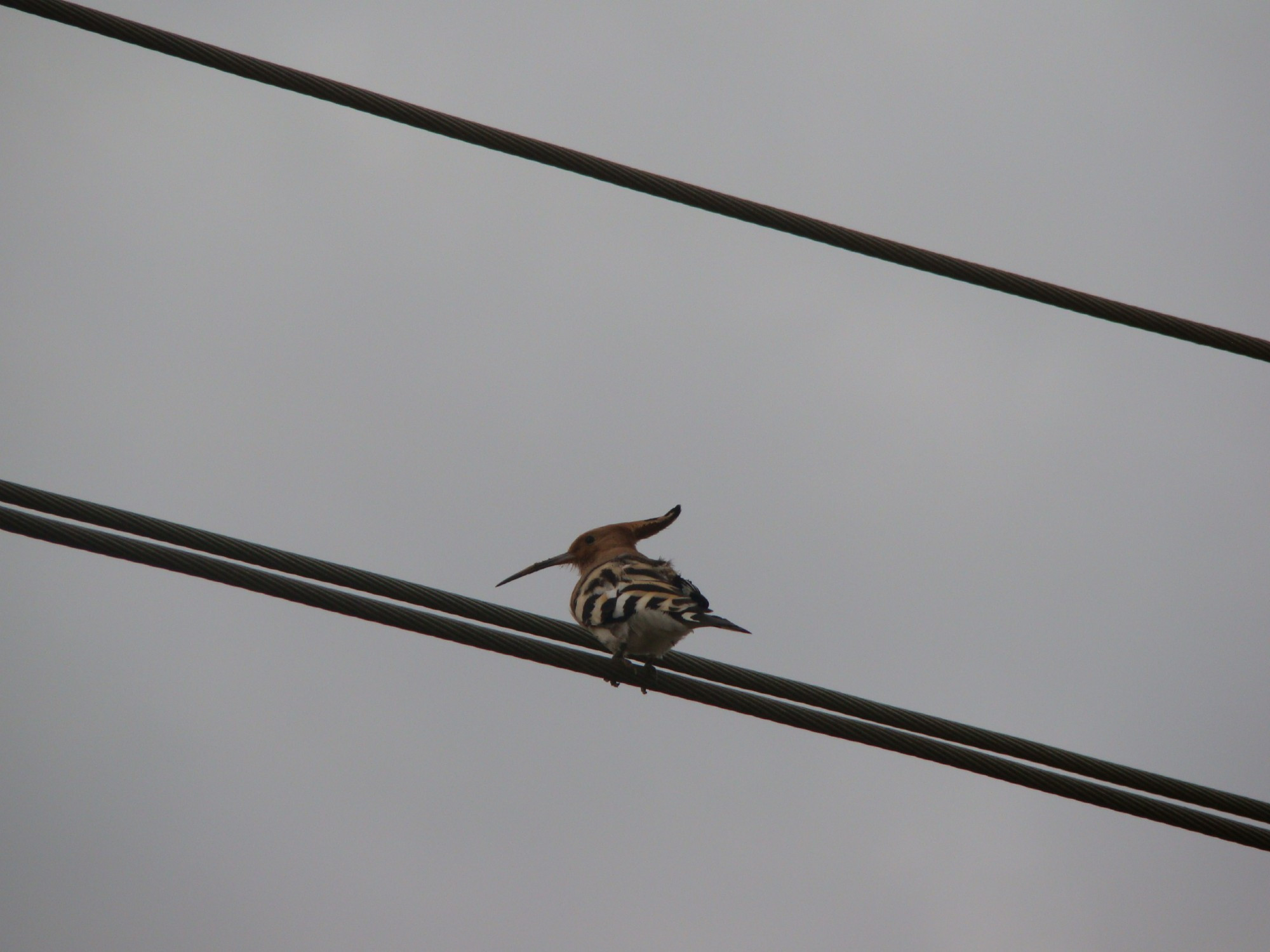 hoopoe (hudhud)