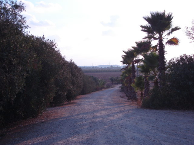 dirt road fringed by palm trees and bushes