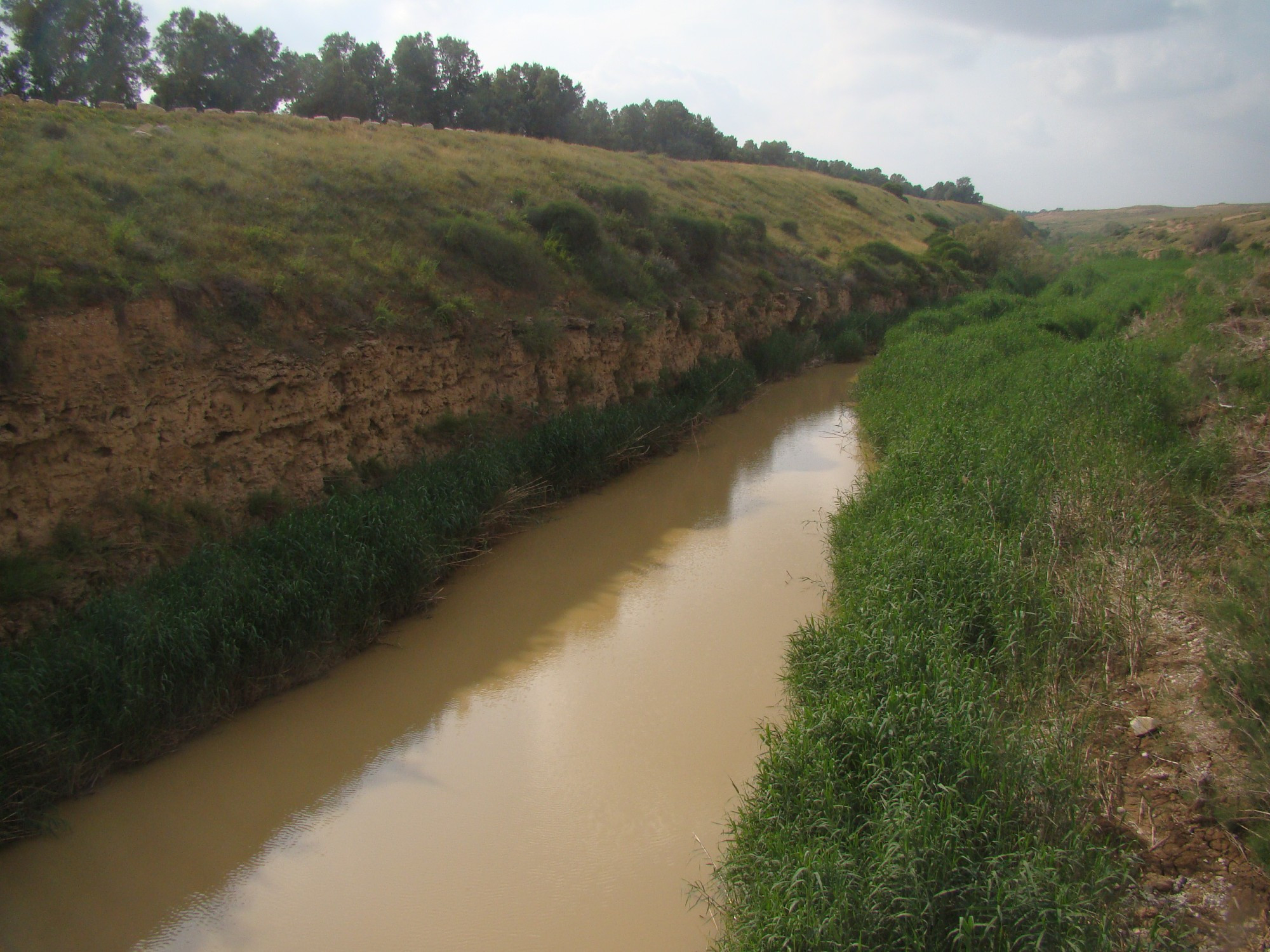 waters of Wadi Gaza (Nahal Besor) near Tze'elim, during a dry spring, stained yellow from loess suspended in the stream. rushes on either side and a steep riverbank