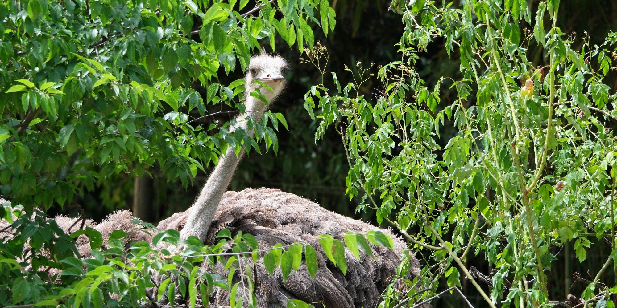 Ostrich.