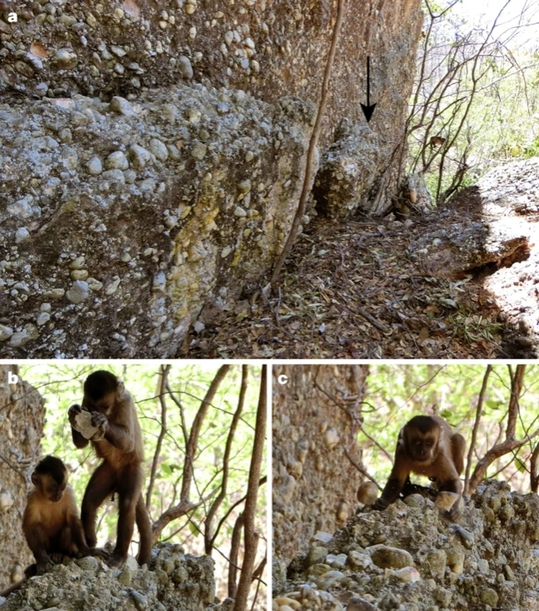 Capuchins in Brazil breaking rocks from an outcrop using direct percussion and passive hammers