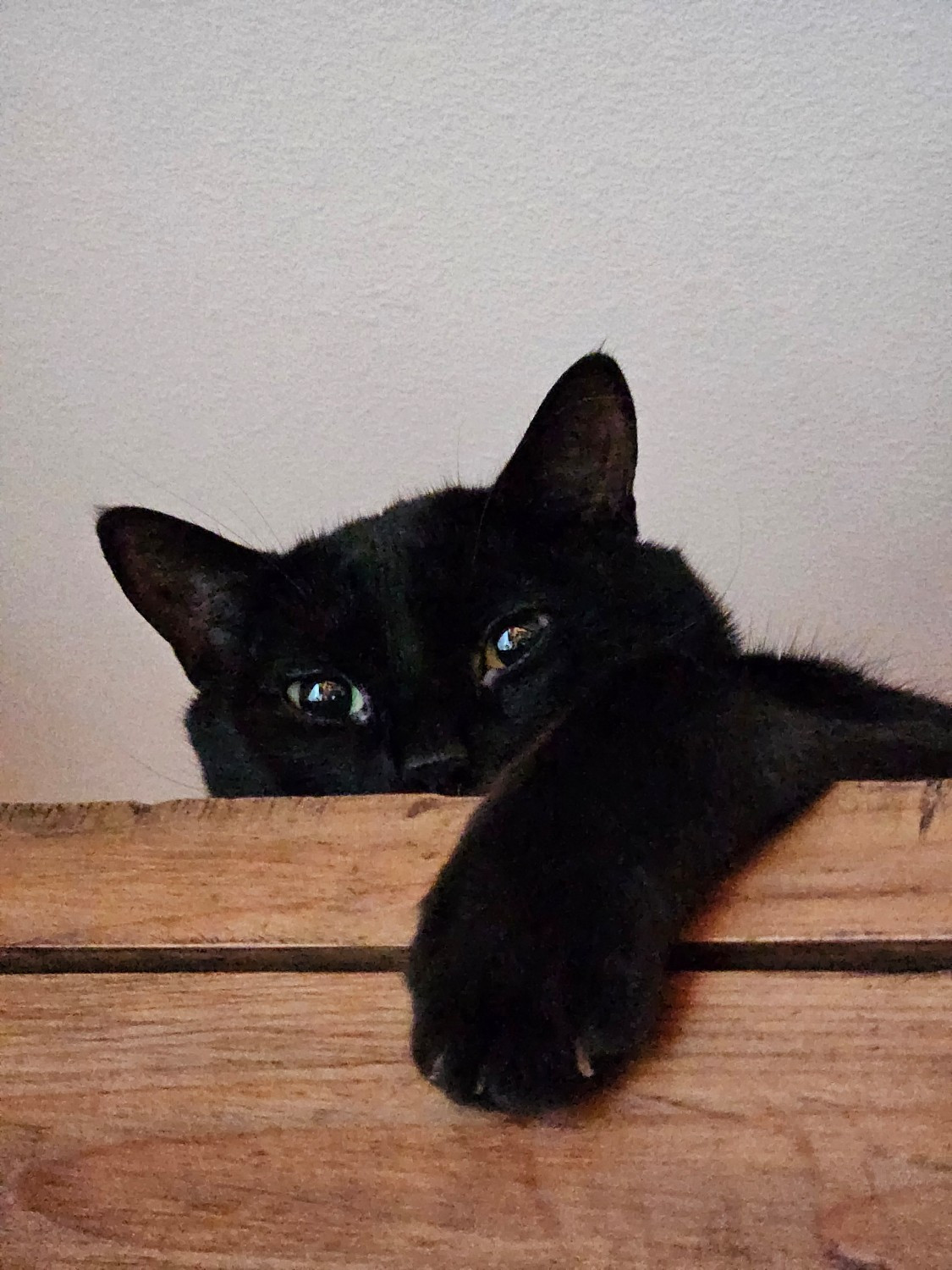 Picture of a black cat looking down at the camera while reaching over the edge of the platform it is sitting on