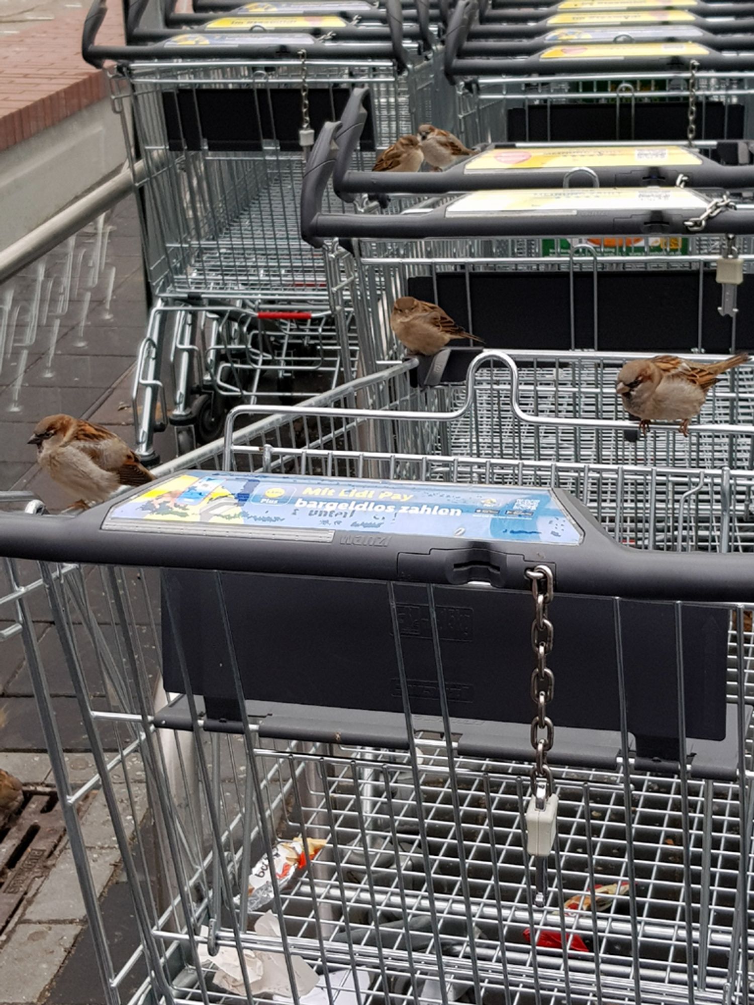 Fünf aufgeplusterte Spatzen beiderlei Geschlechts in Habachtstellung auf den vermüllten Einkaufswagen vorm Lidl.