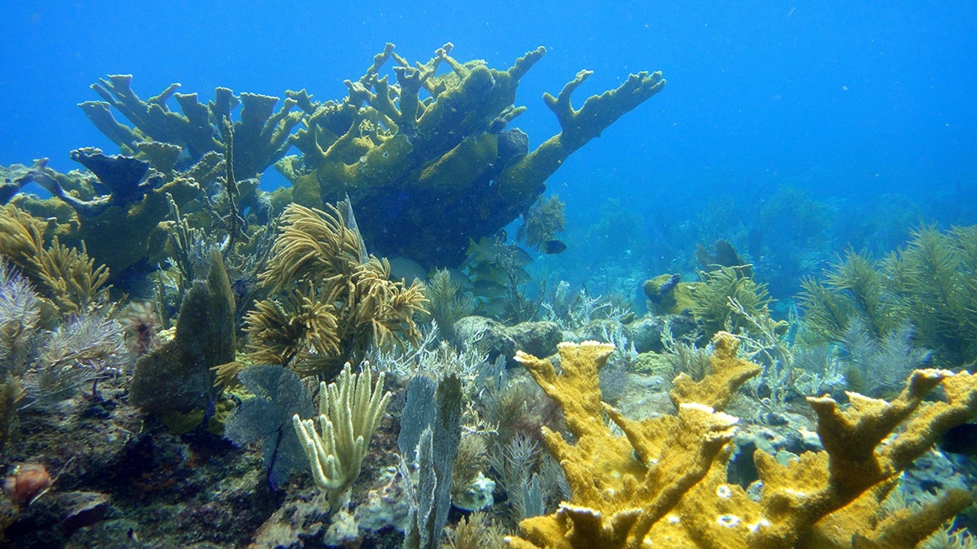 Scientists are uncovering new insights into the dynamics of ocean acidification in coral reefs off the coast of Florida, including Molasses Reef in the Florida Keys. Credit: Matt Kieffer, CC BY-SA 2.0