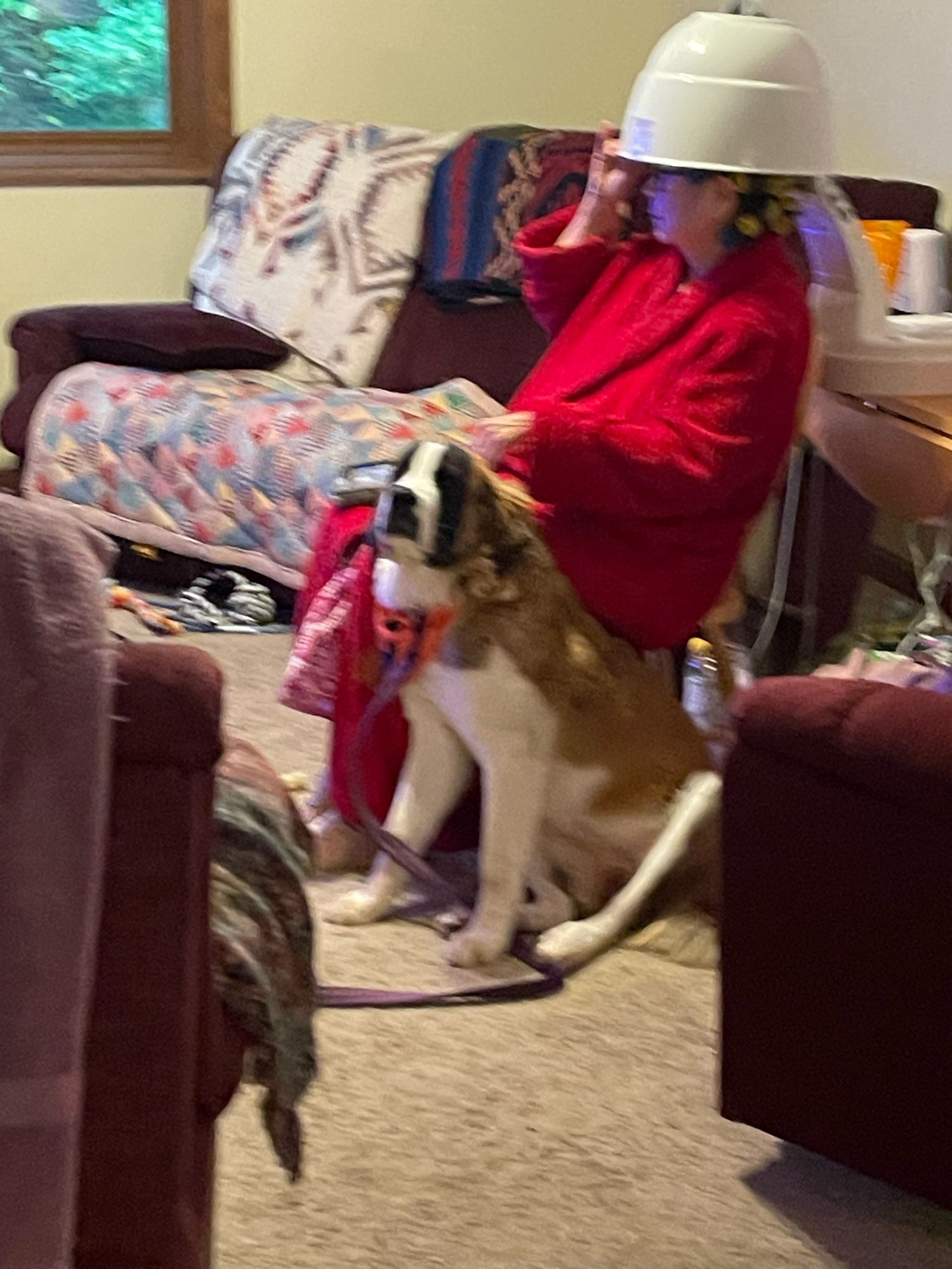 A dog sitting next to a woman sitting in a chair. She has a hairdryer on her head.