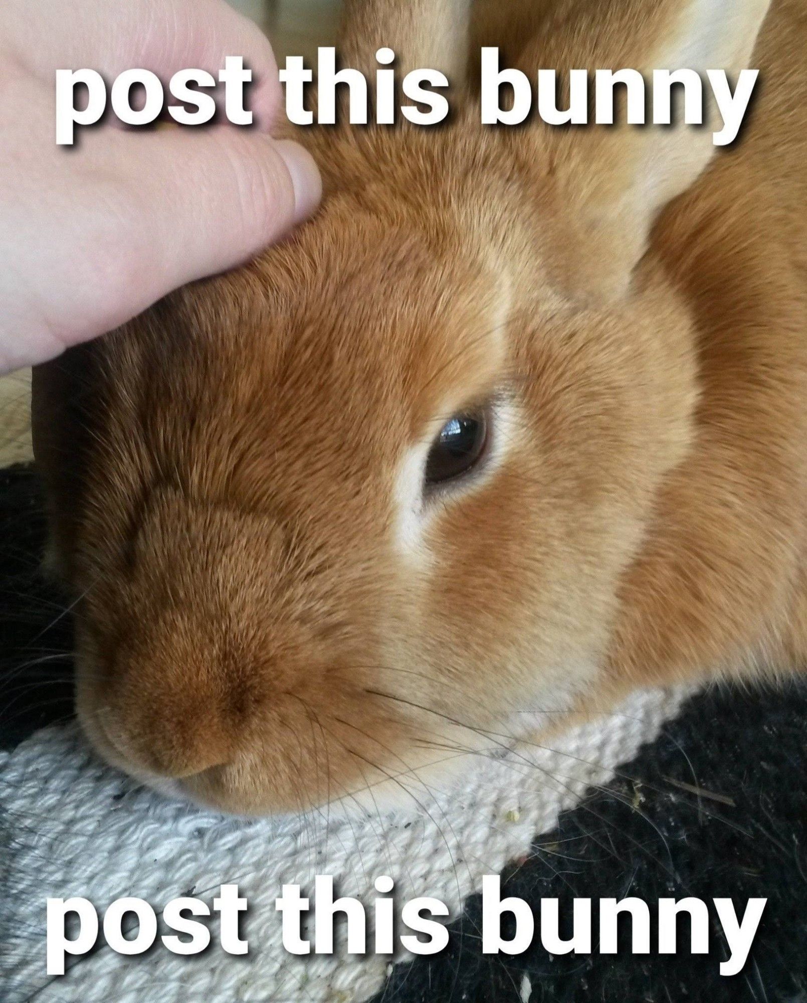 a picture of a brown rabbit being pet, with large white text that says "post this bunny" on the top and bottom of the image