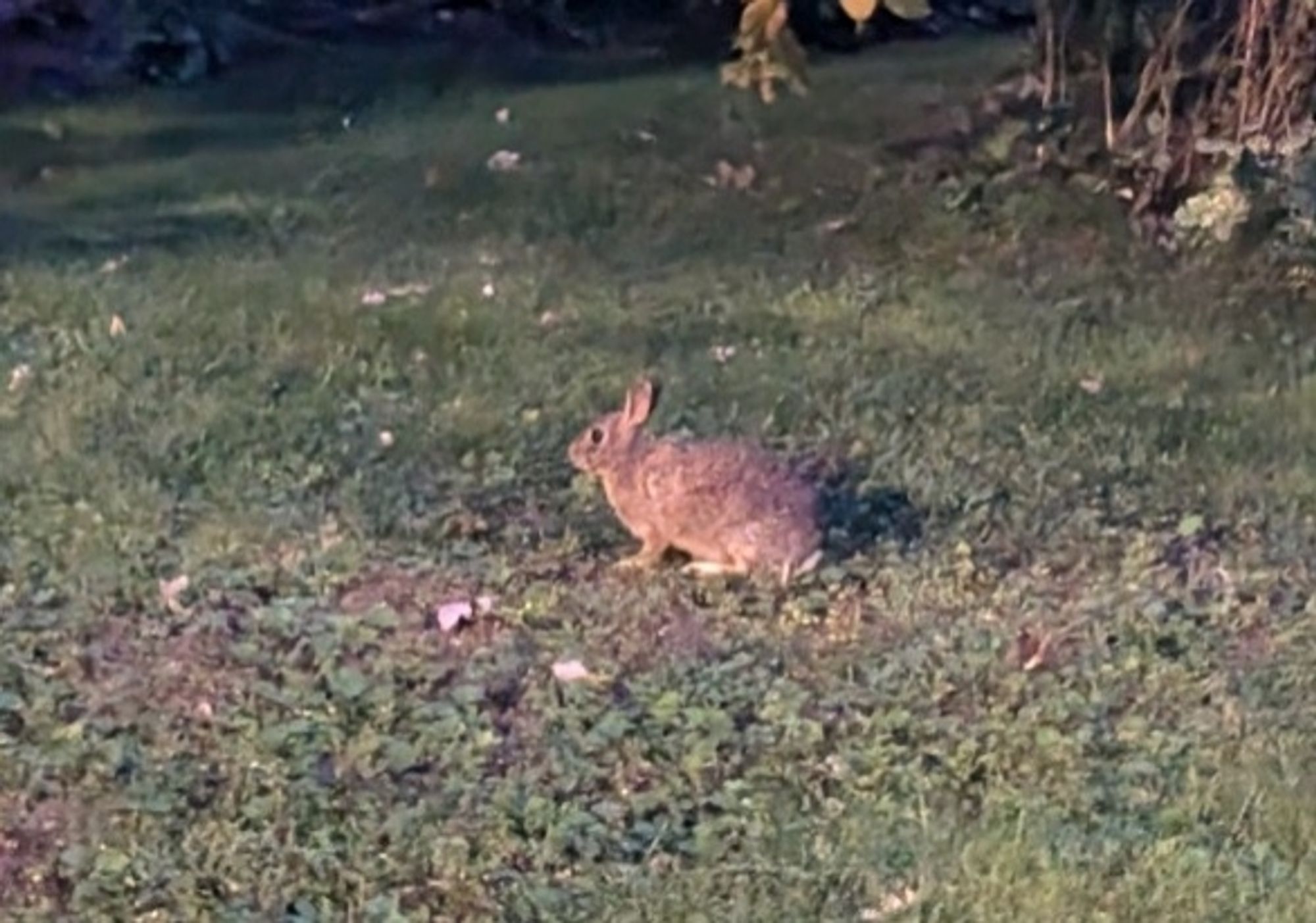 a wild rabbit, standing still in the middle of a patch of grass at nighttime