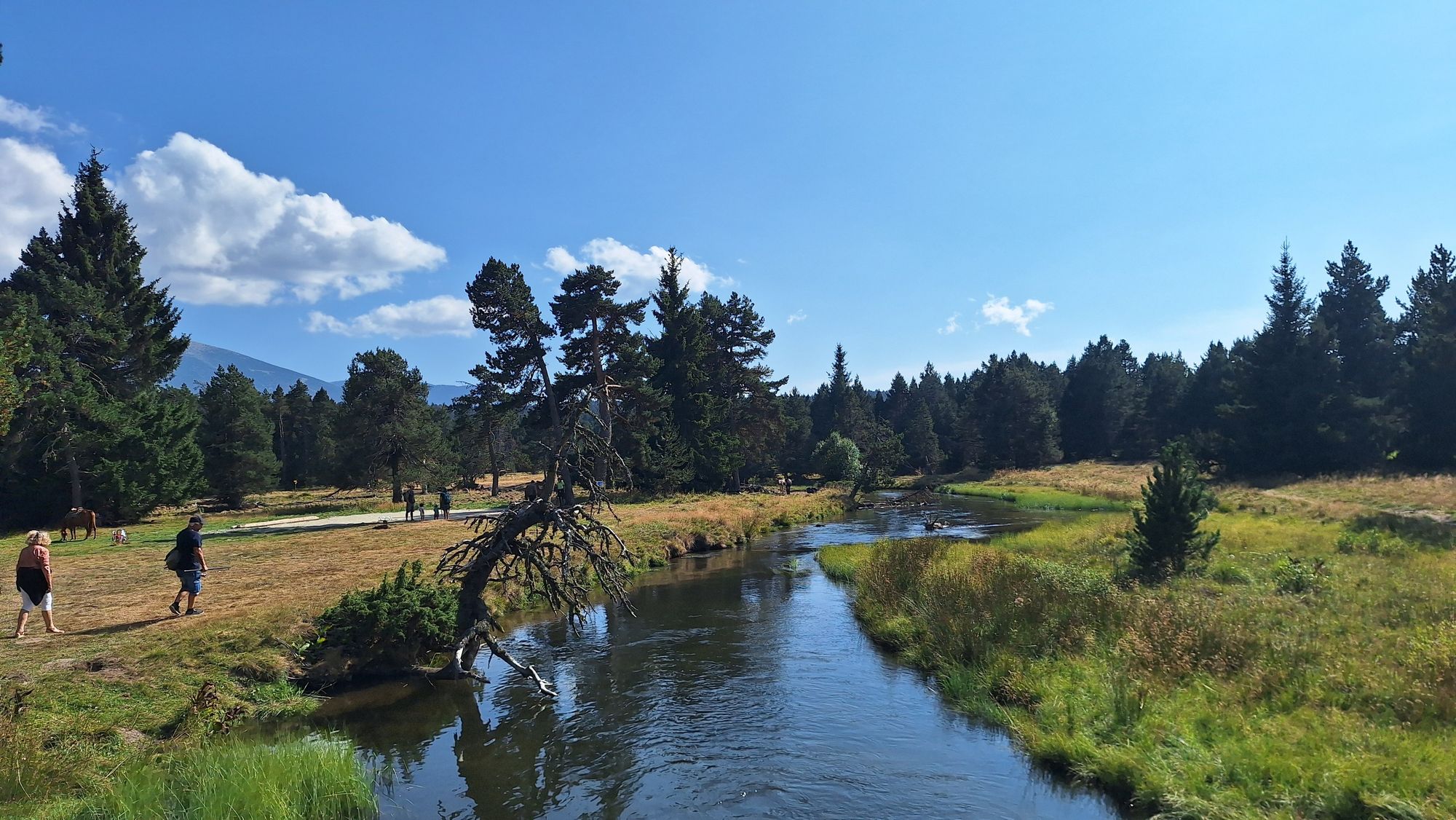 Calm mountain river, meadow, forest, blue sky, some clouds