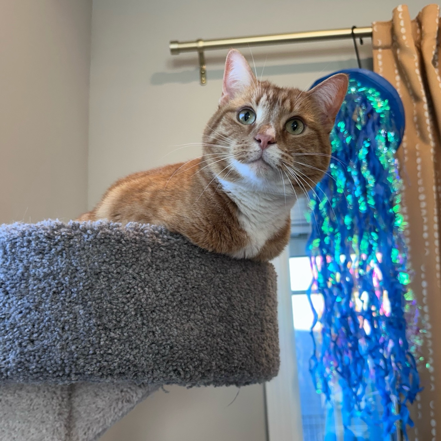 Ginger cat in tall cat tree, all legs are tucked inside of the seat, head and chests protrude from top, there is a mustard yellow curtain and a party favor jellyfish (blue) hanging behind him. 