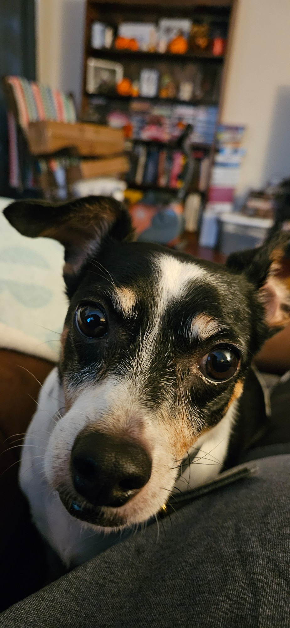 Black, white, and tan terrier mix looking at the camera