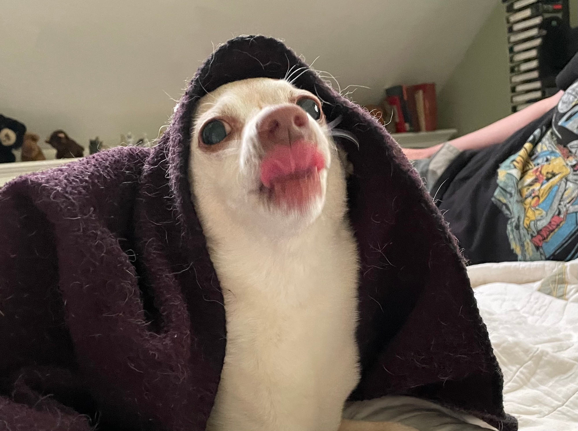 Steve the chihuahua mix pokes his head out from under his blanket and licks his nose impudently at the camera