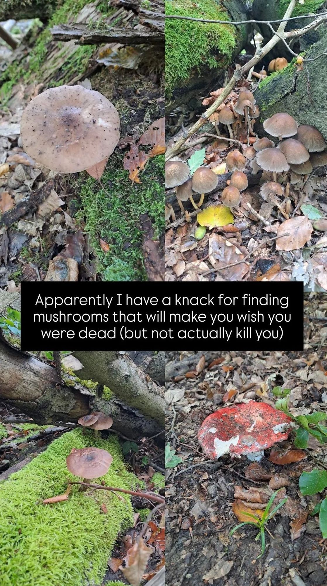 A series of four photos of mushrooms, some large brown, some small brown, and one red. There is a caption on the photo that says "apparently I have a knack for finding mushrooms that will make you were dead (but not actually kill you)"