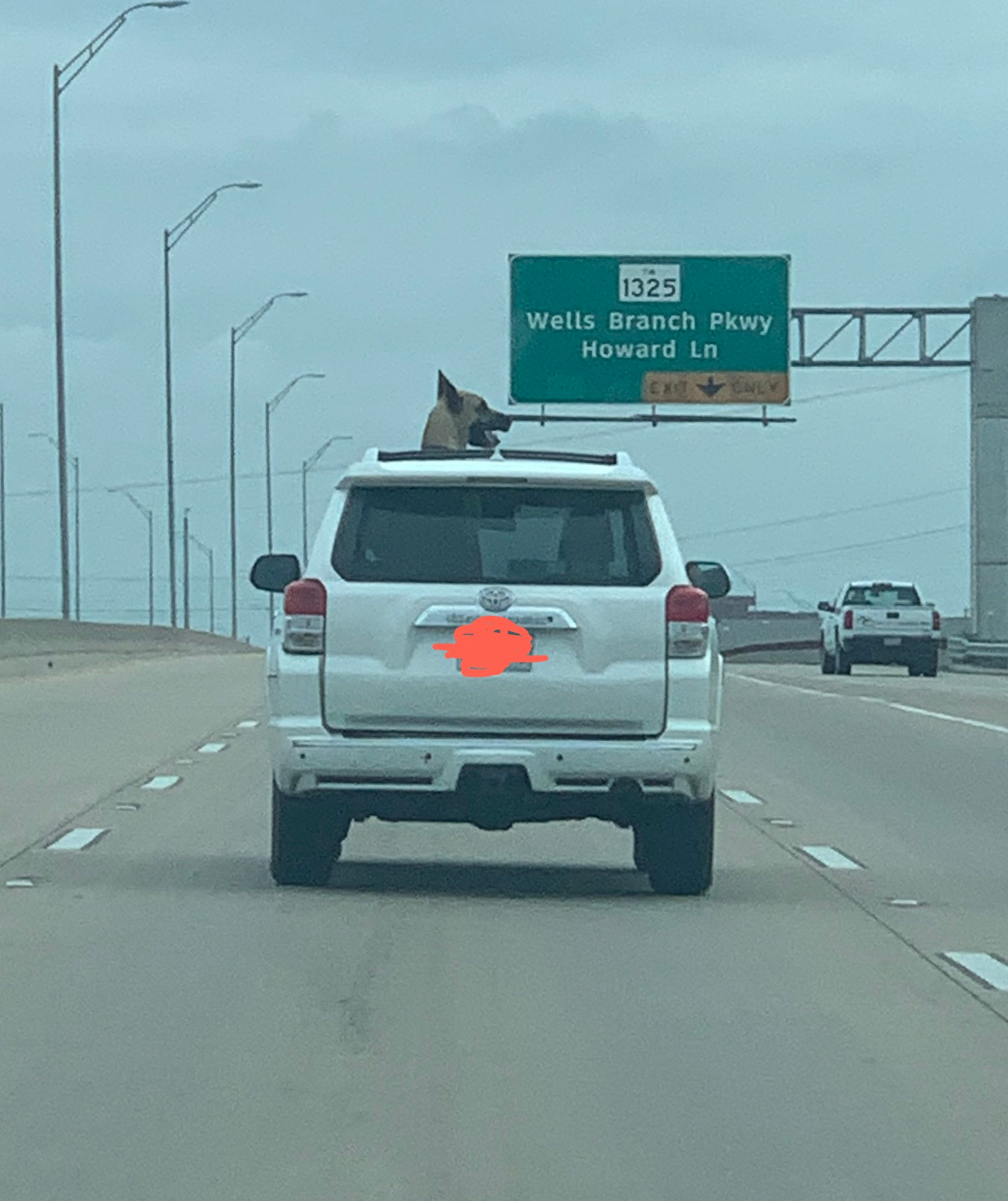 A silver Toyota SUV driving down the highway, as seen from behind. A large tan Great Dane is poking his head out of the sunroof 