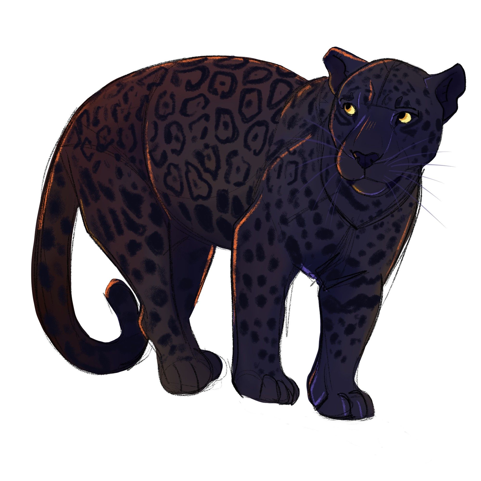 Illustration of a Black Panther / Black Jaguar / Melanistic Jaguar for Febroary2024