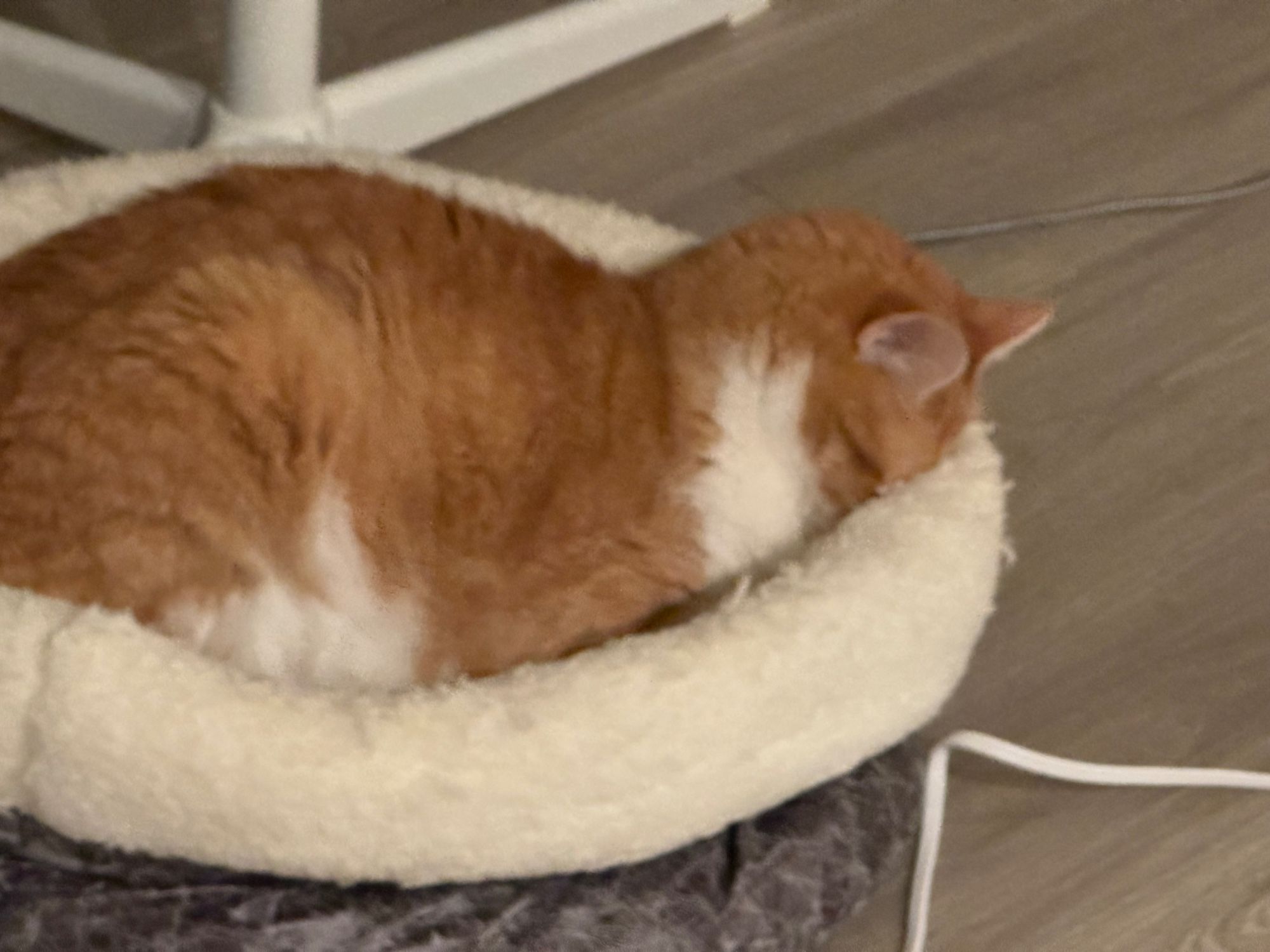 Orange tabby cat sleeping , face smushed down into bed