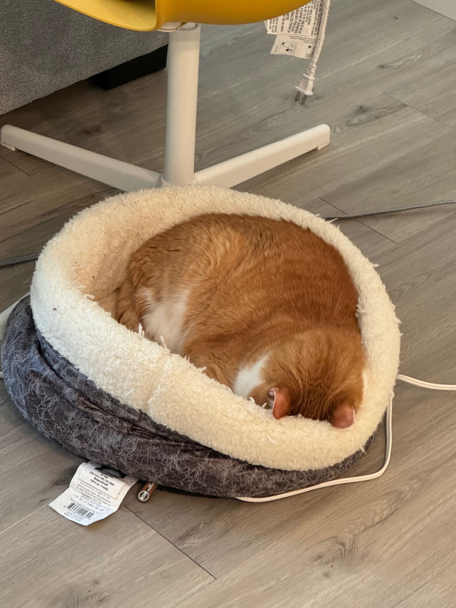 Orange tabby cat sleeping , face smushed down into bed